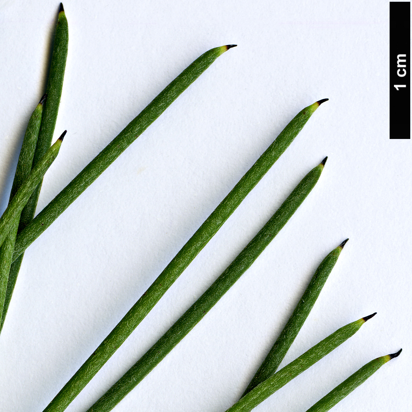 High resolution image: Family: Proteaceae - Genus: Hakea - Taxon: orthorrhyncha