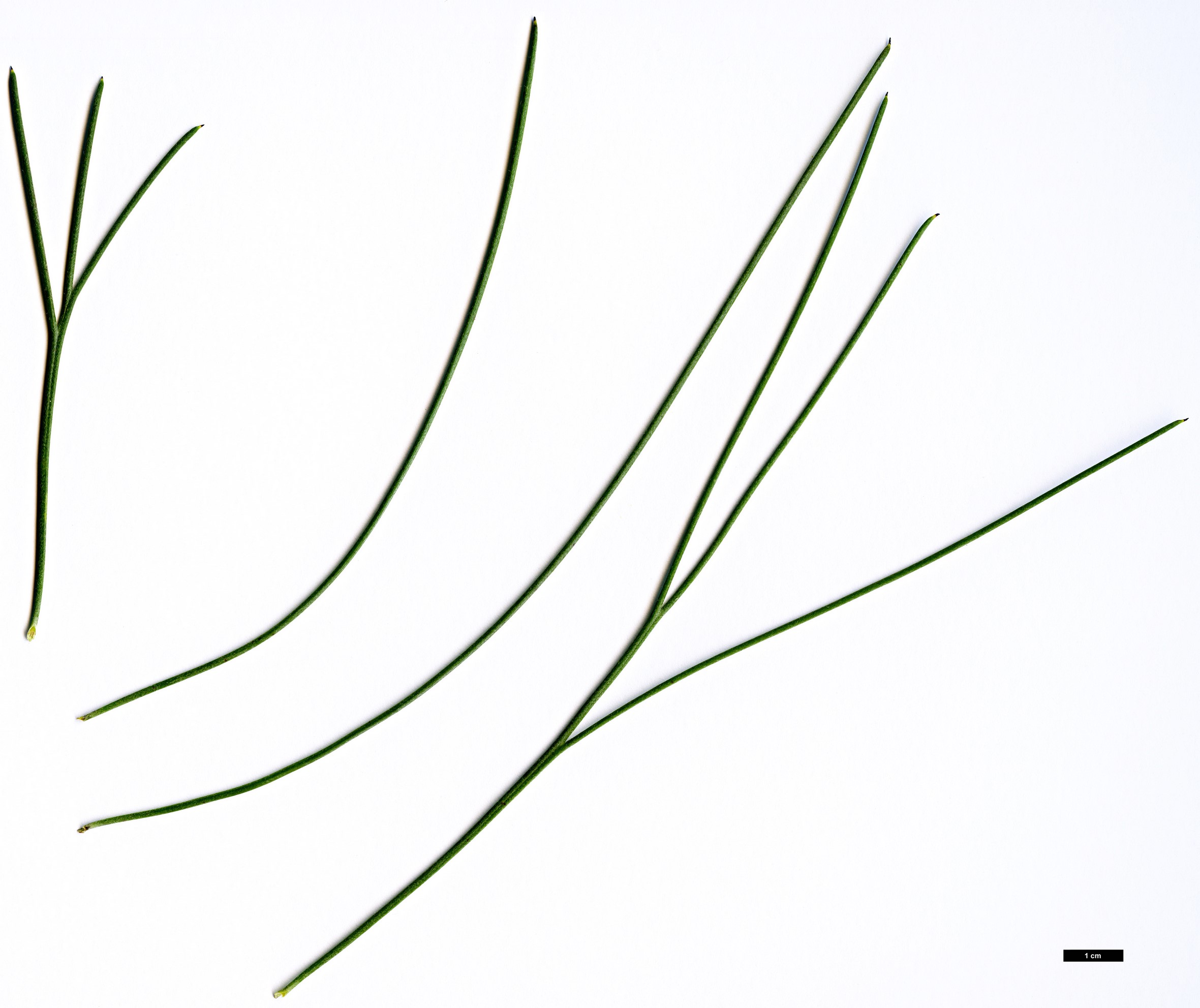 High resolution image: Family: Proteaceae - Genus: Hakea - Taxon: orthorrhyncha