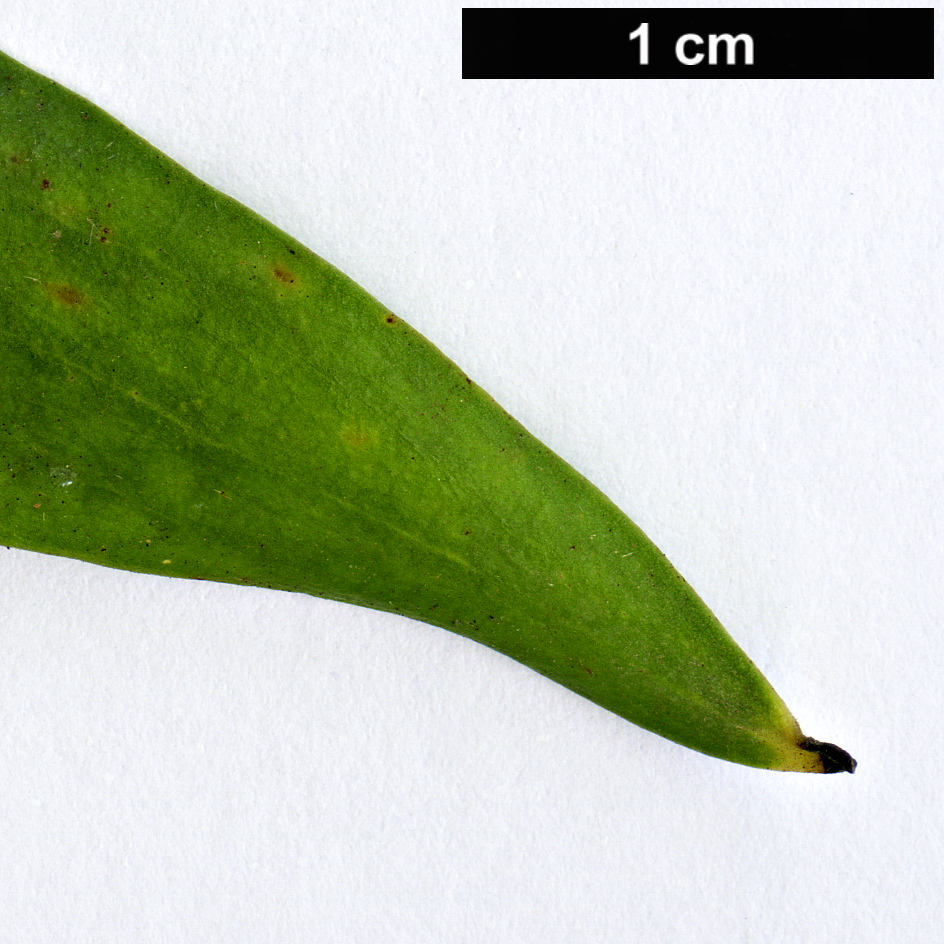High resolution image: Family: Proteaceae - Genus: Hakea - Taxon: salicifolia High resolution image: Family: Proteaceae - Genus: Hakea - Taxon: salicifolia