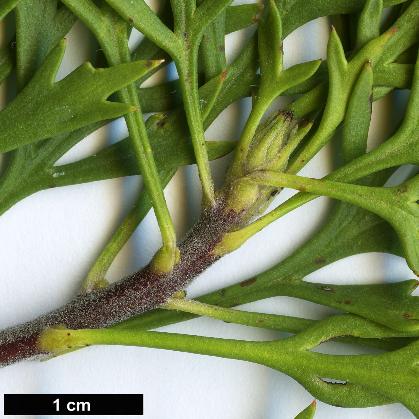 High resolution image: Family: Proteaceae - Genus: Isopogon - Taxon: anemonifolius High resolution image: Family: Proteaceae - Genus: Isopogon - Taxon: anemonifolius