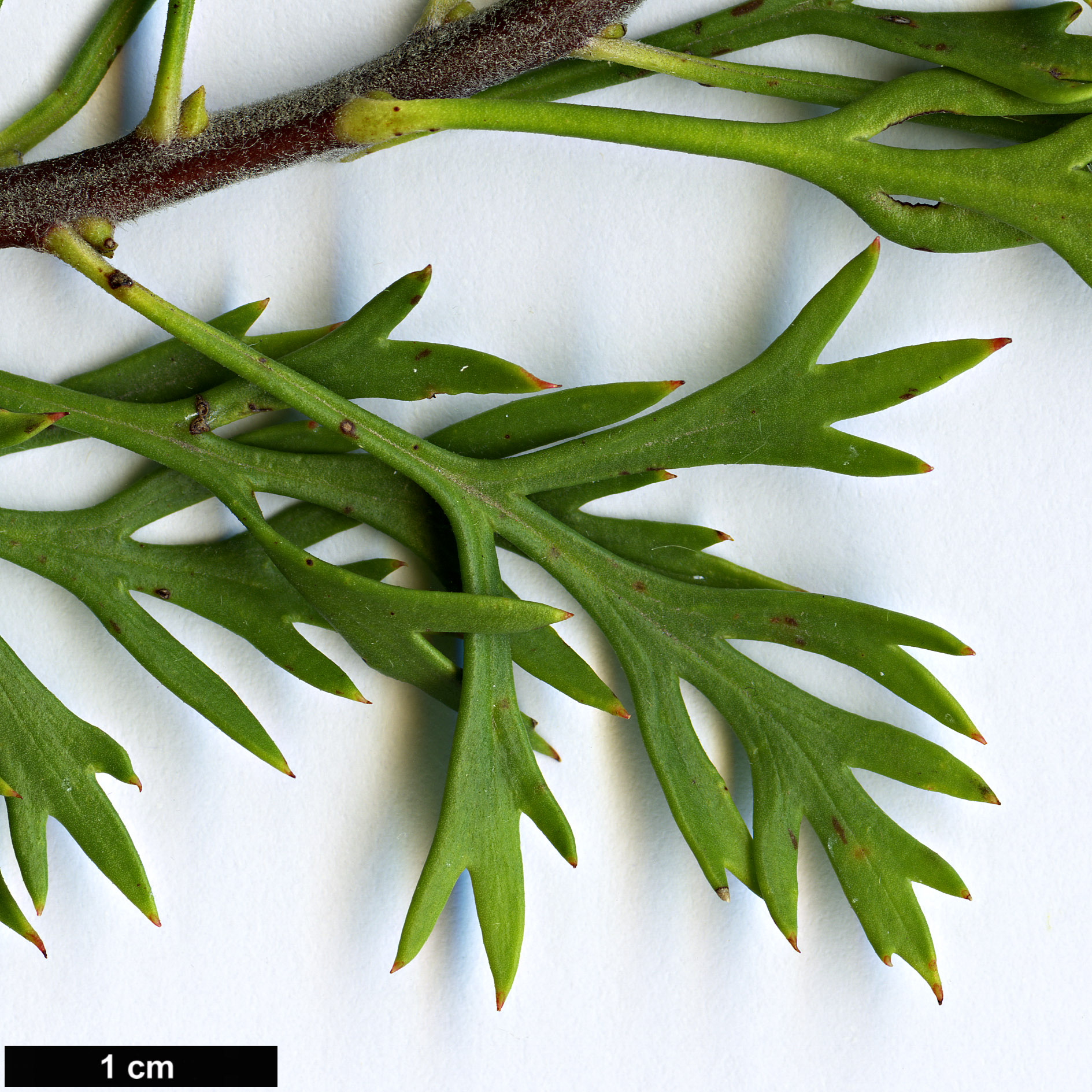 High resolution image: Family: Proteaceae - Genus: Isopogon - Taxon: anemonifolius High resolution image: Family: Proteaceae - Genus: Isopogon - Taxon: anemonifolius