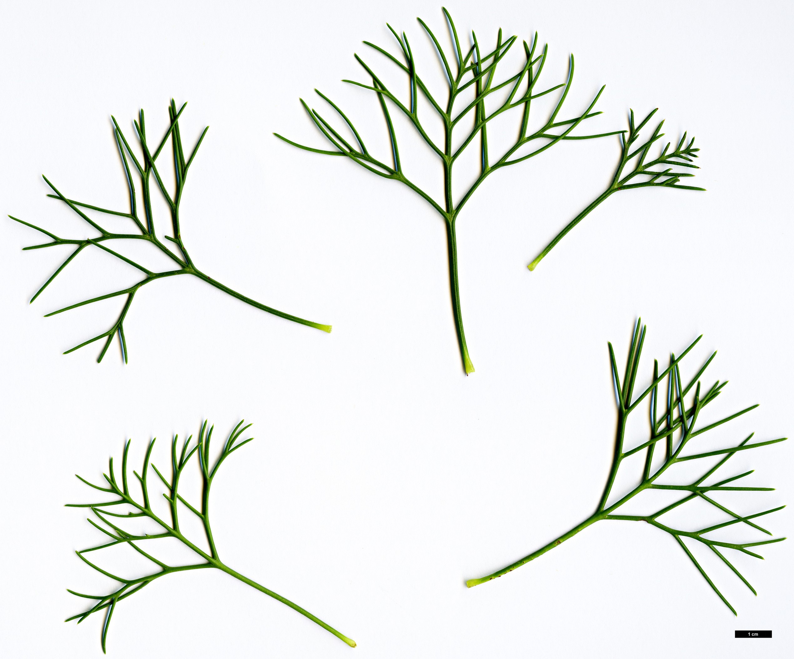 High resolution image: Family: Proteaceae - Genus: Isopogon - Taxon: anethifolius