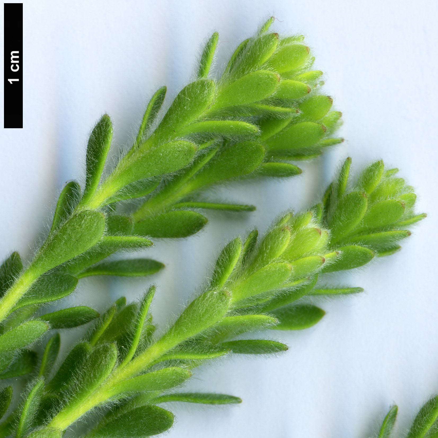 High resolution image: Family: Proteaceae - Genus: Leucadendron - Taxon: levisanus