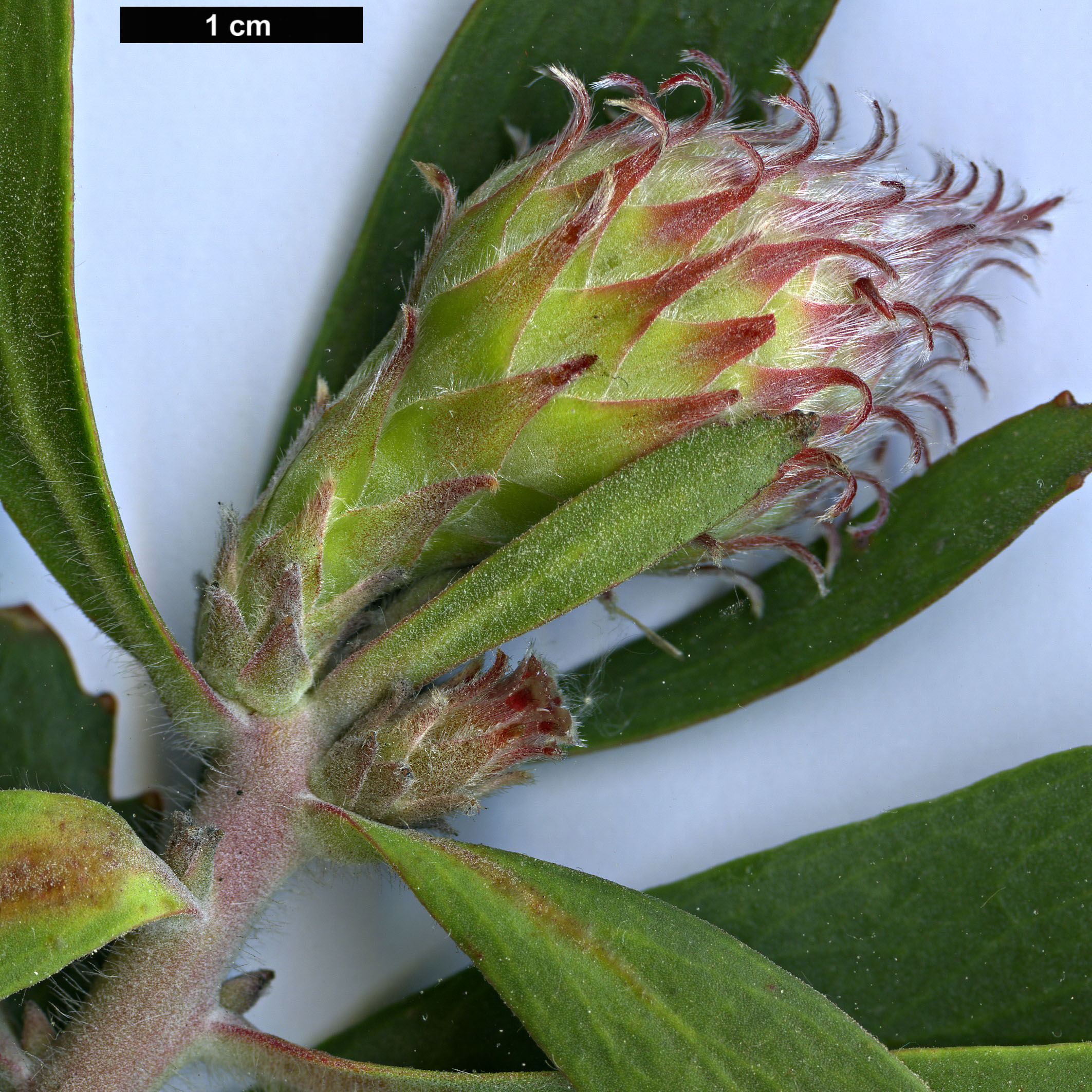 High resolution image: Family: Proteaceae - Genus: Leucospermum - Taxon: glabrum High resolution image: Family: Proteaceae - Genus: Leucospermum - Taxon: glabrum