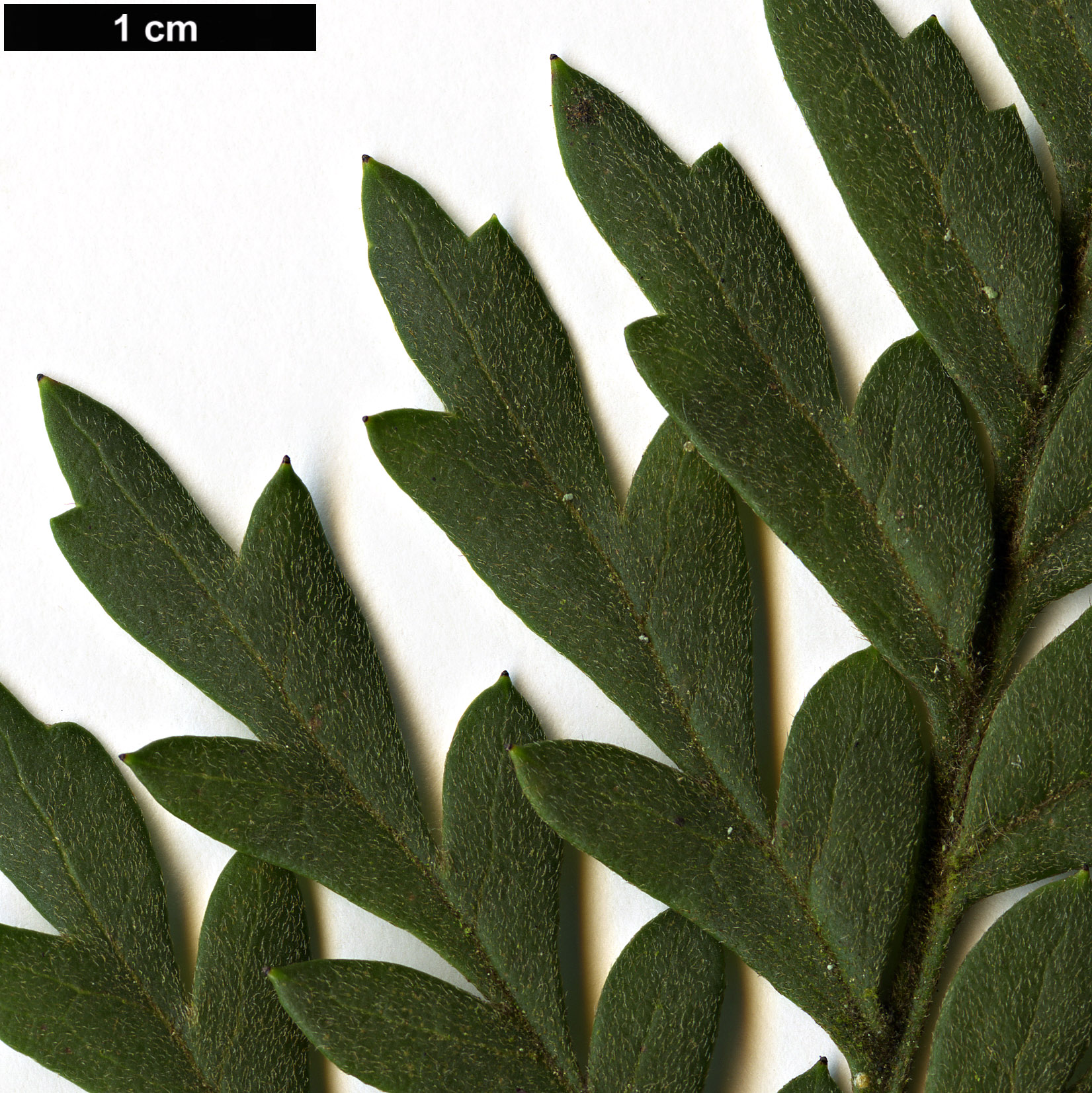 High resolution image: Family: Proteaceae - Genus: Lomatia - Taxon: ferruginea High resolution image: Family: Proteaceae - Genus: Lomatia - Taxon: ferruginea