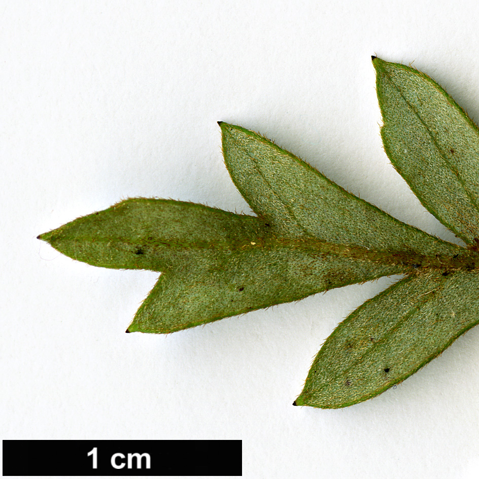 High resolution image: Family: Proteaceae - Genus: Lomatia - Taxon: ferruginea High resolution image: Family: Proteaceae - Genus: Lomatia - Taxon: ferruginea