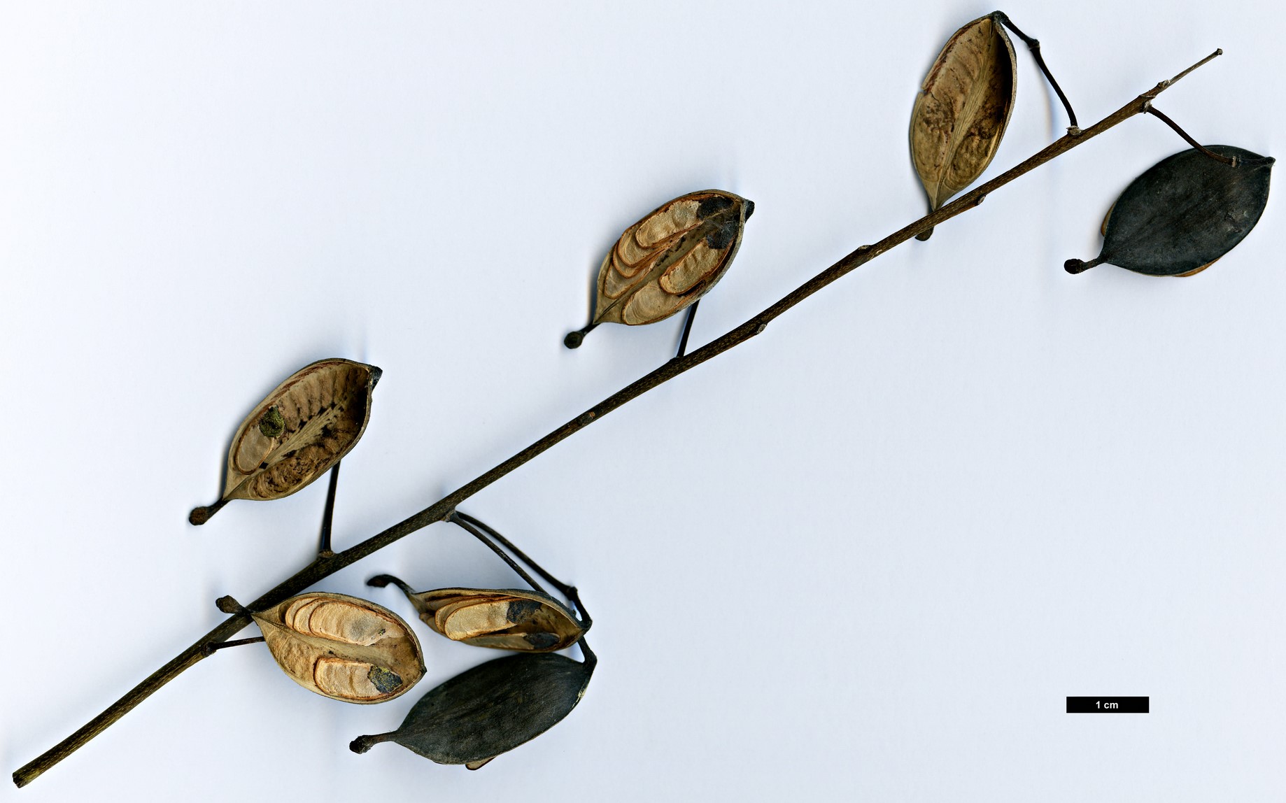 High resolution image: Family: Proteaceae - Genus: Lomatia - Taxon: tinctoria