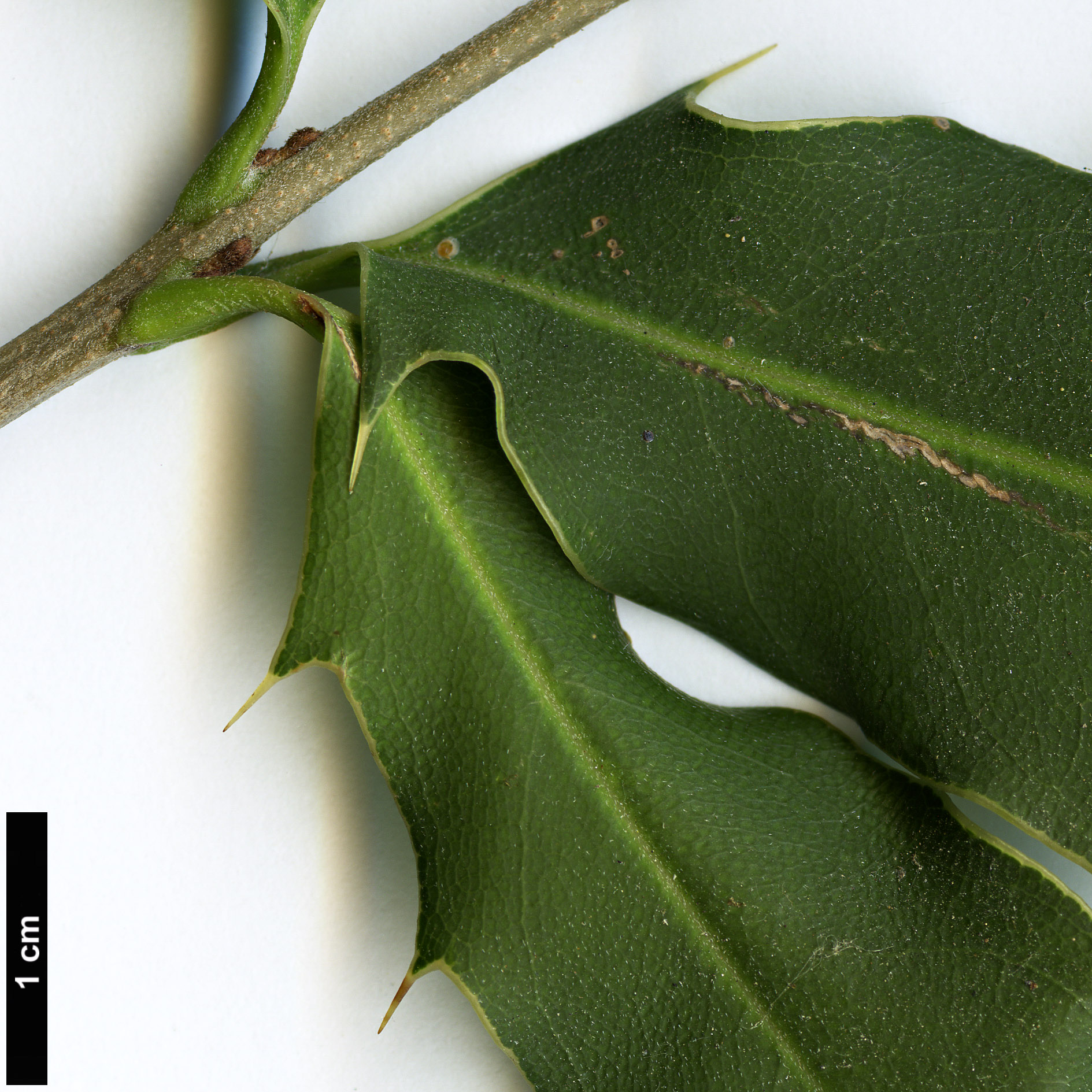 High resolution image: Family: Proteaceae - Genus: Macadamia - Taxon: ternifolia