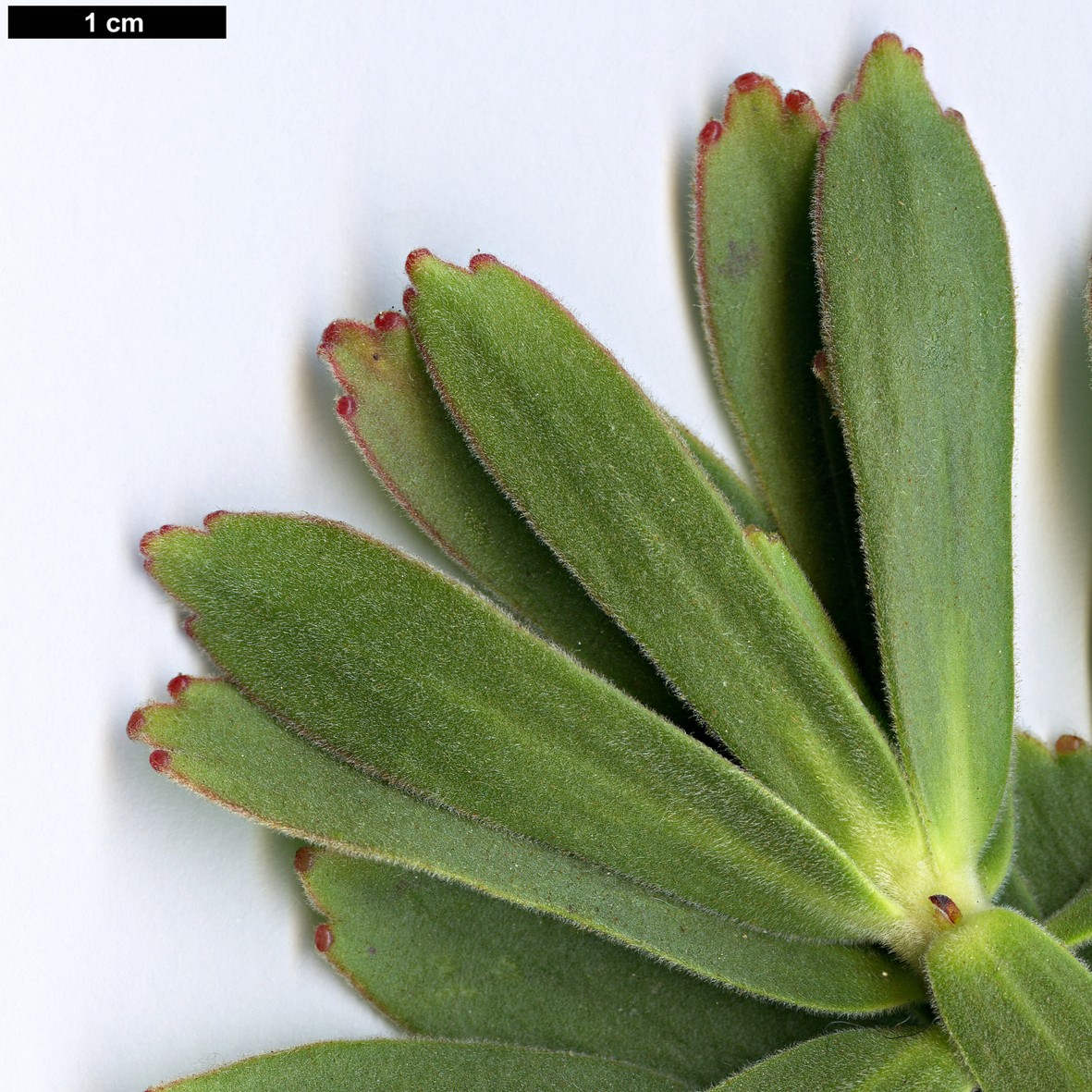 High resolution image: Family: Proteaceae - Genus: Mimetes - Taxon: cucullatus