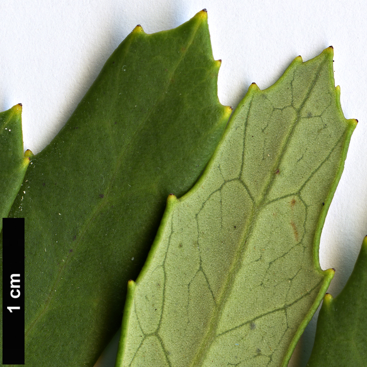 High resolution image: Family: Proteaceae - Genus: Orites - Taxon: diversifolia High resolution image: Family: Proteaceae - Genus: Orites - Taxon: diversifolia