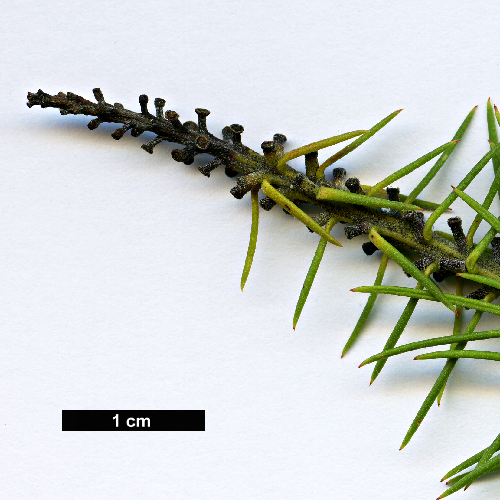 High resolution image: Family: Proteaceae - Genus: Persoonia - Taxon: pinifolia