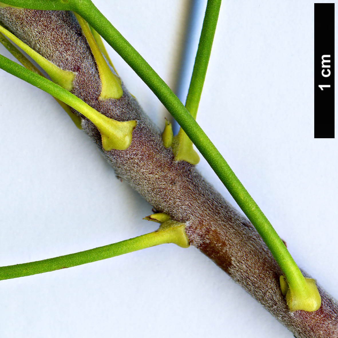 High resolution image: Family: Proteaceae - Genus: Petrophile - Taxon: pulchella