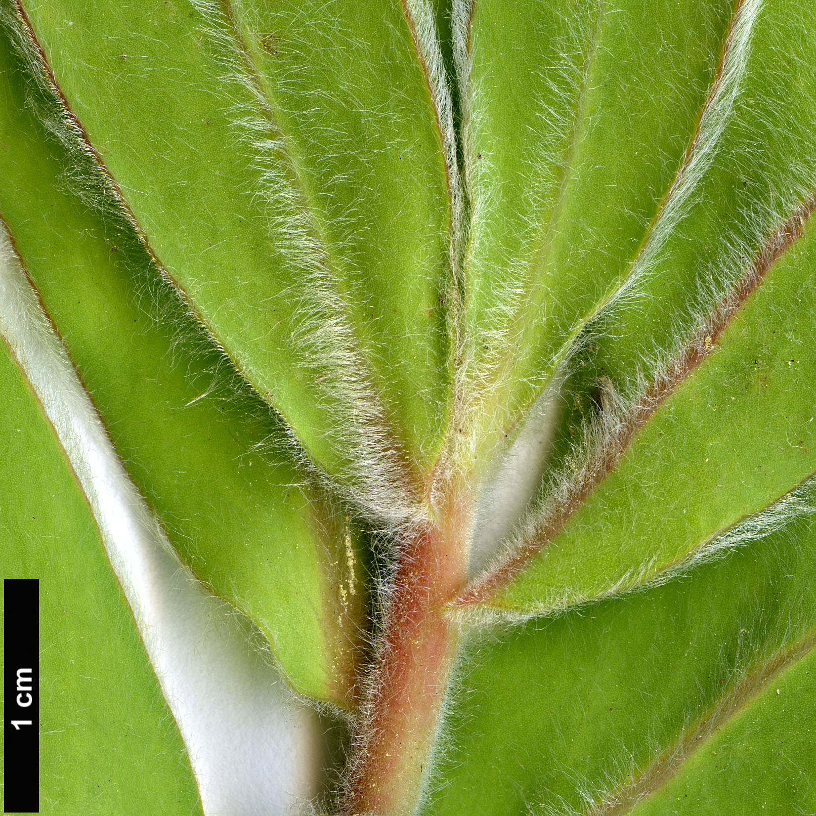 High resolution image: Family: Proteaceae - Genus: Protea - Taxon: eximia High resolution image: Family: Proteaceae - Genus: Protea - Taxon: eximia