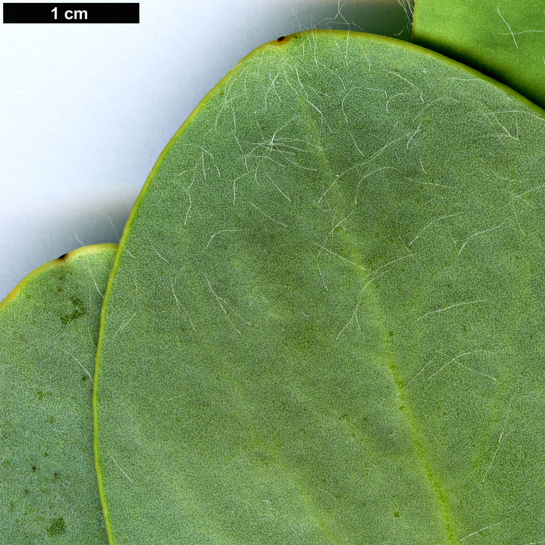High resolution image: Family: Proteaceae - Genus: Protea - Taxon: grandiceps