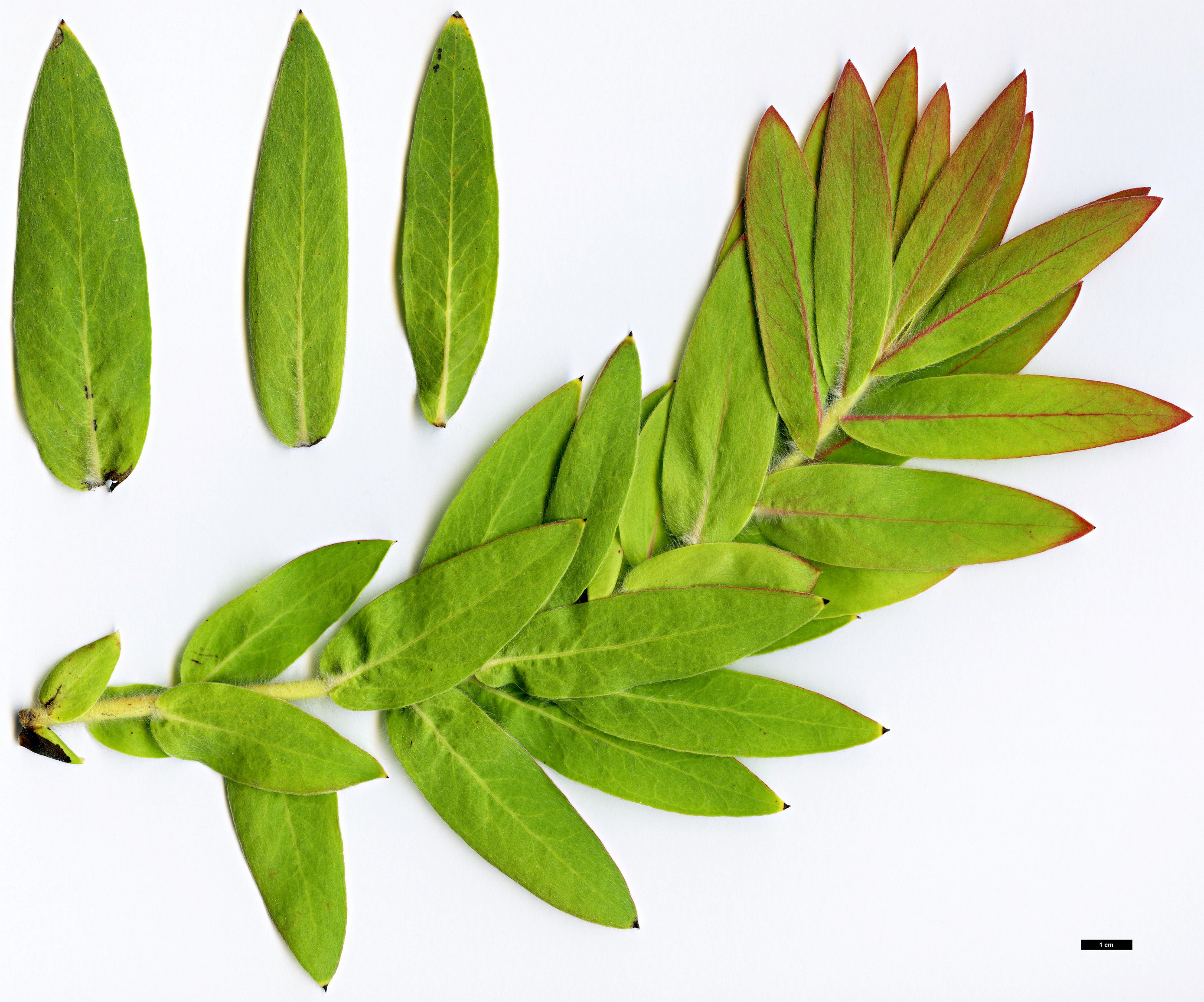 High resolution image: Family: Proteaceae - Genus: Protea - Taxon: lacticolor