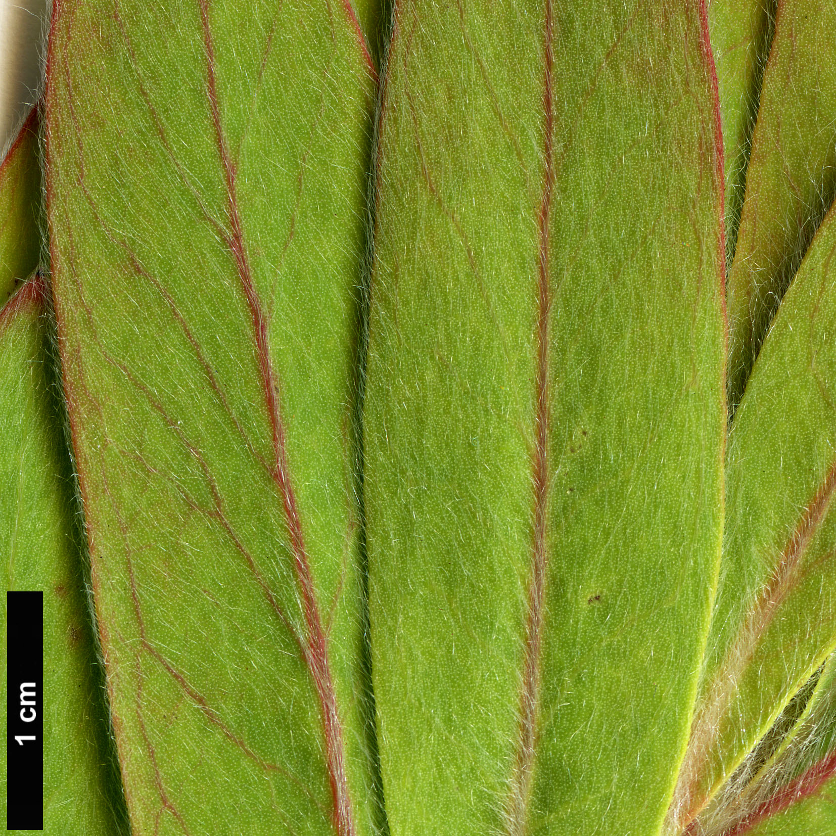 High resolution image: Family: Proteaceae - Genus: Protea - Taxon: lacticolor