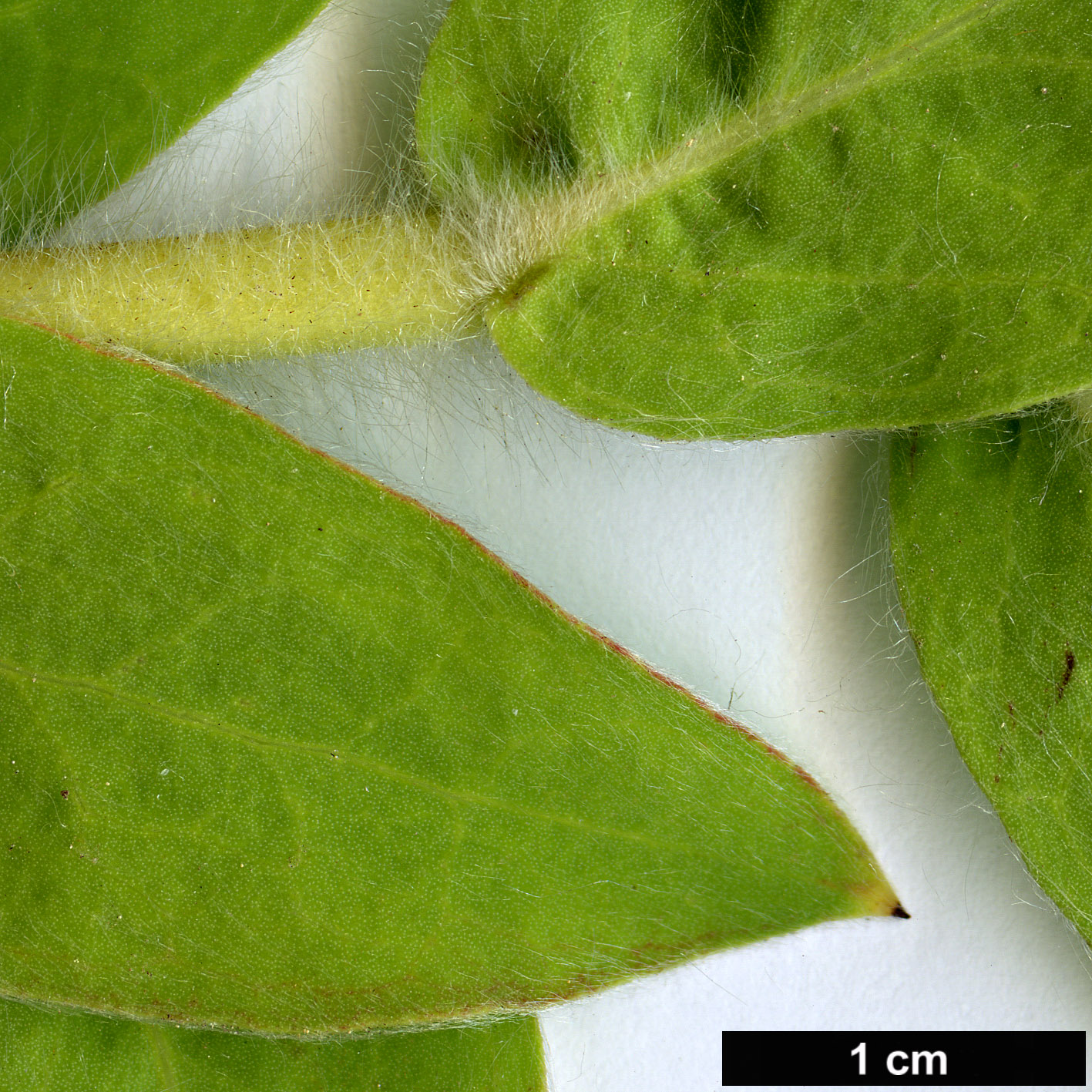 High resolution image: Family: Proteaceae - Genus: Protea - Taxon: lacticolor