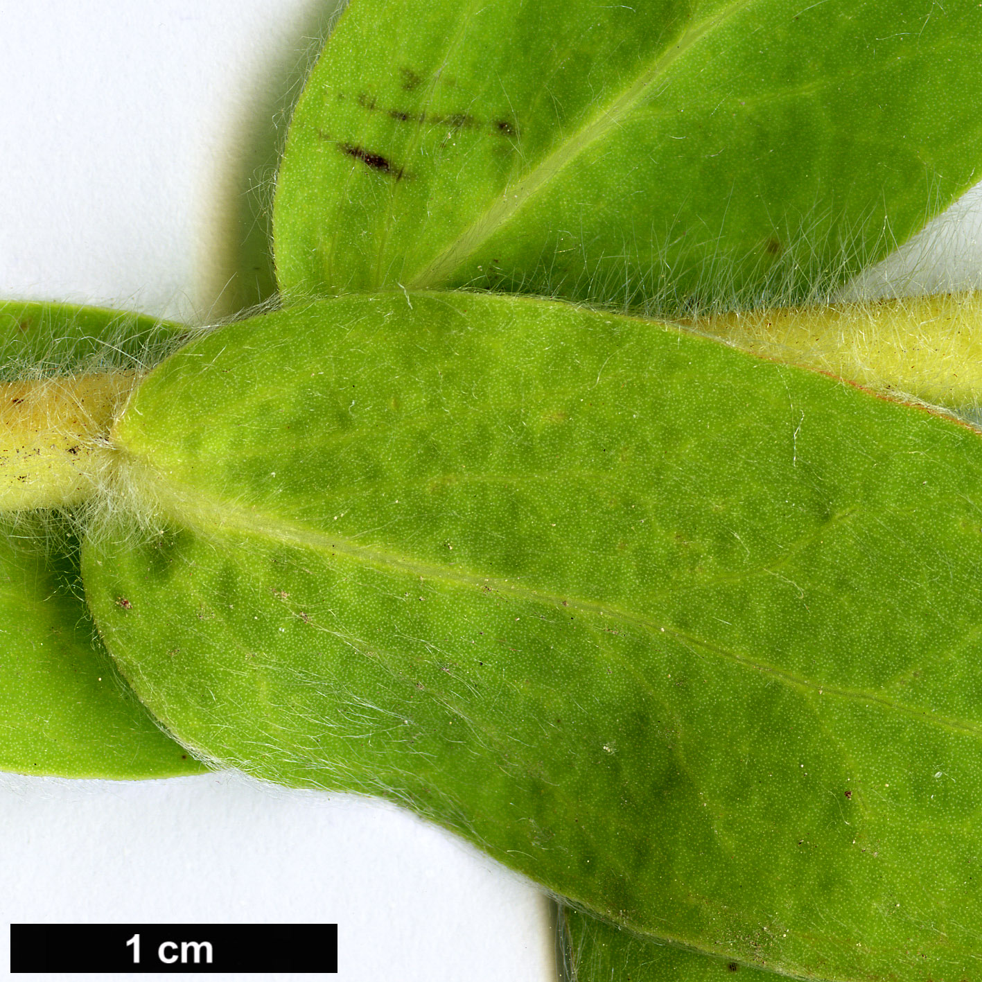 High resolution image: Family: Proteaceae - Genus: Protea - Taxon: lacticolor