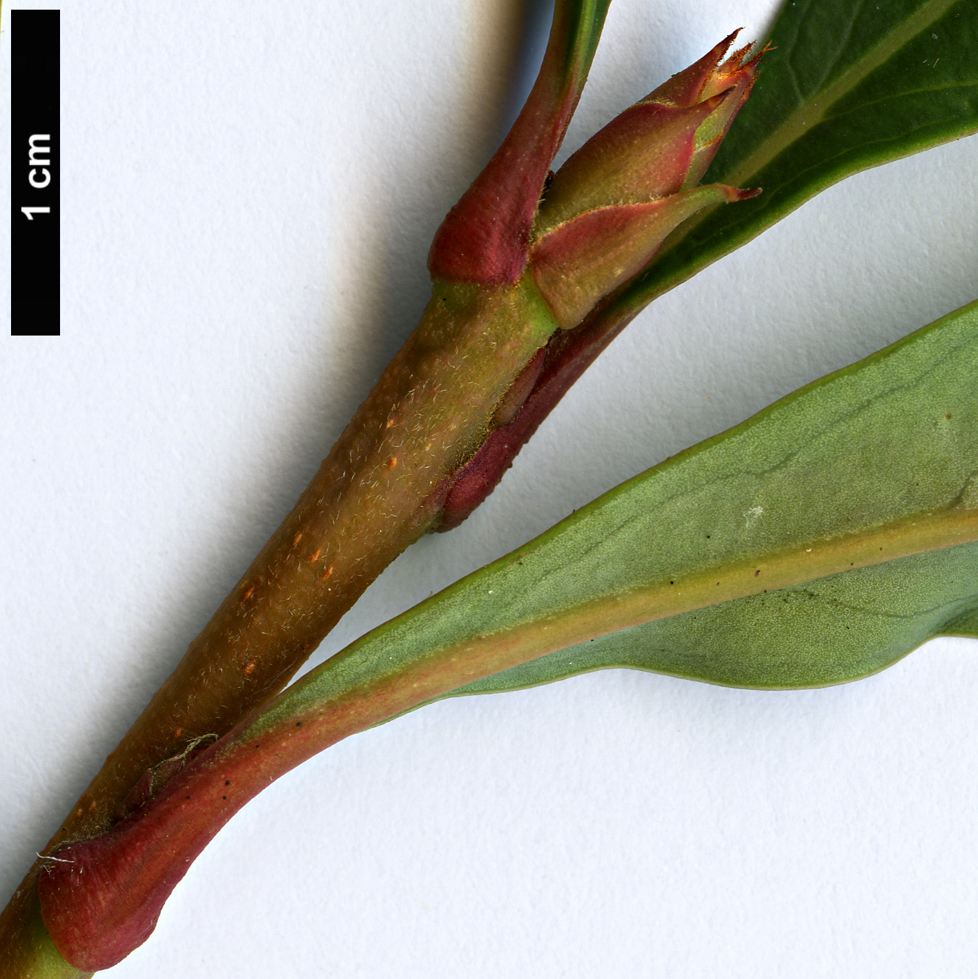 High resolution image: Family: Proteaceae - Genus: Telopea - Taxon: oreades High resolution image: Family: Proteaceae - Genus: Telopea - Taxon: oreades