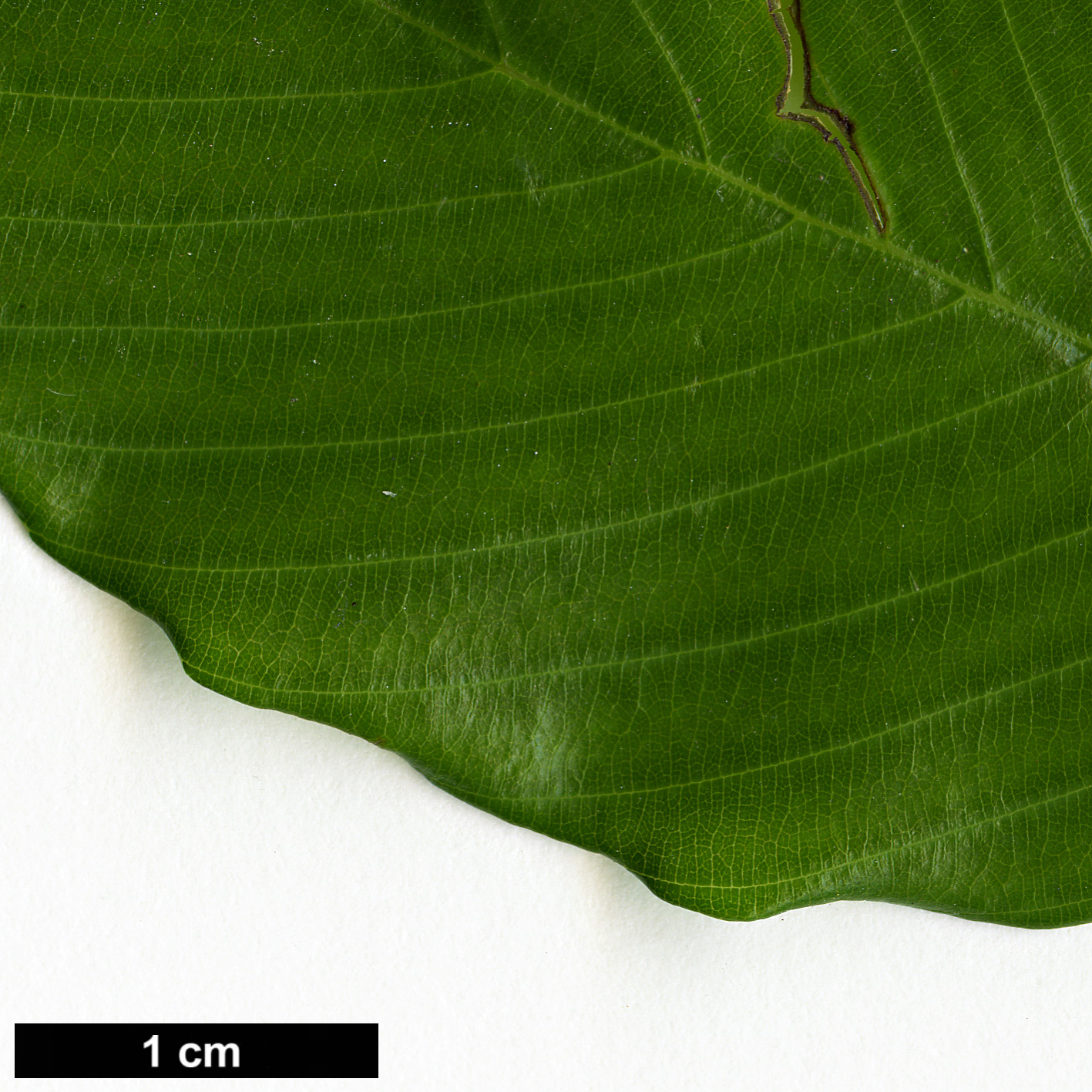 High resolution image: Family: Rhamnaceae - Genus: Berchemia - Taxon: scandens