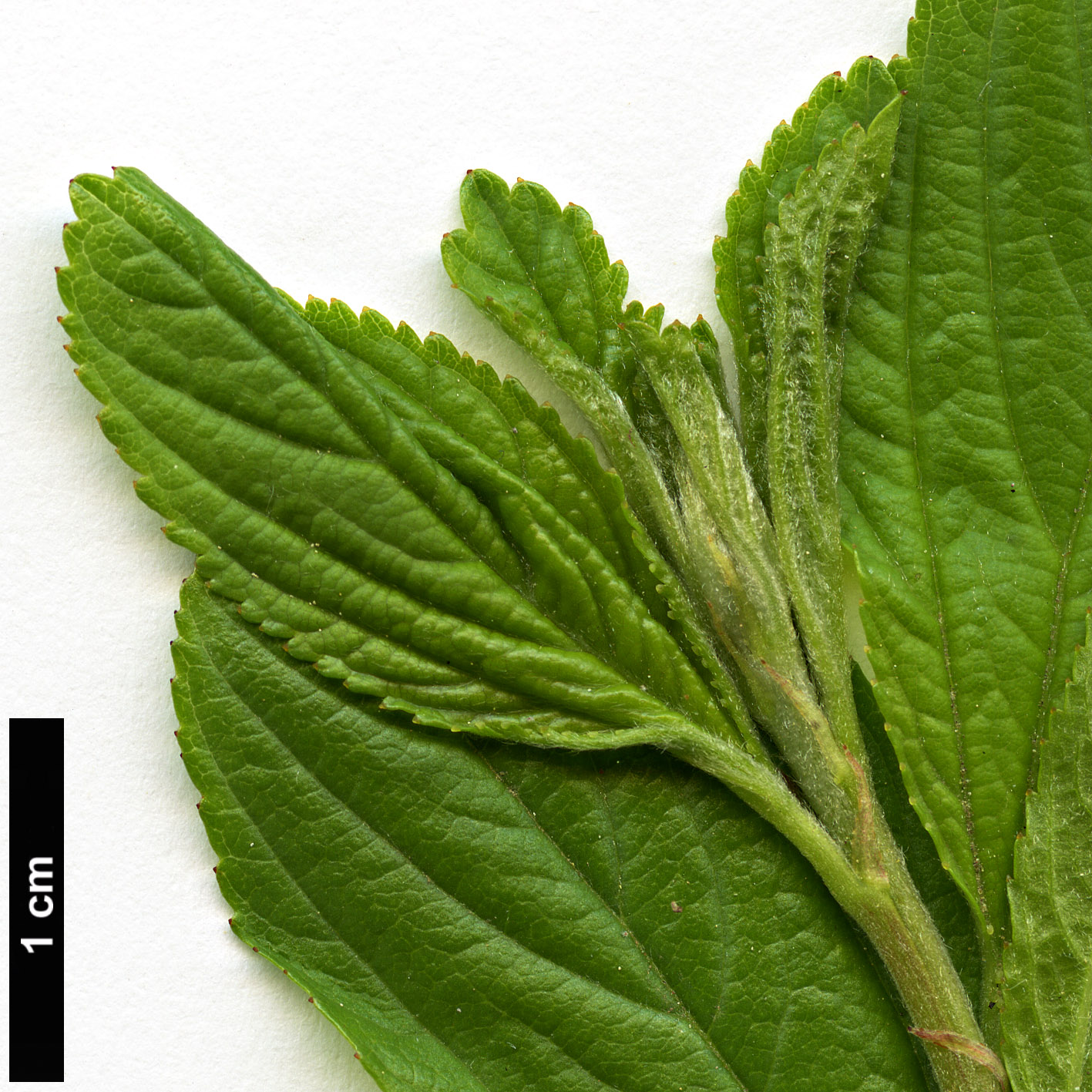 High resolution image: Family: Rhamnaceae - Genus: Ceanothus - Taxon: herbaceus