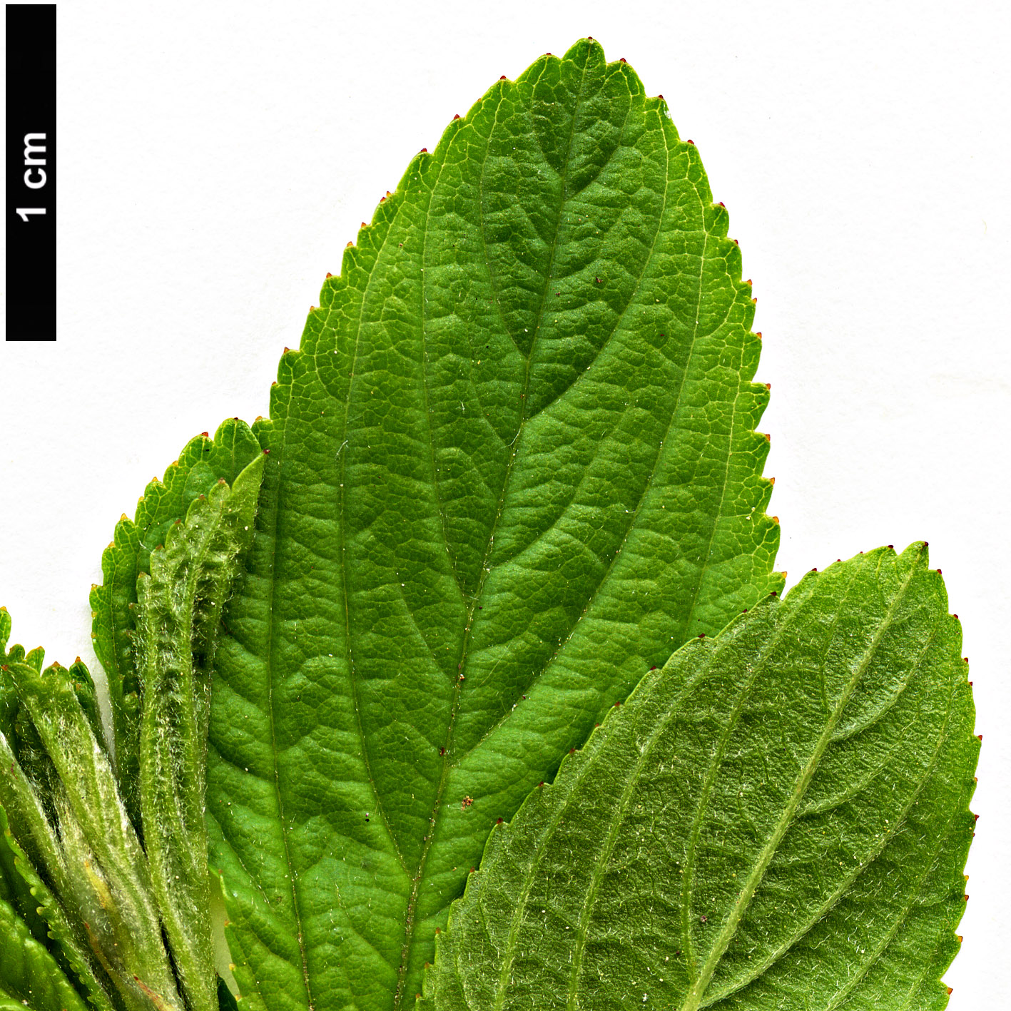 High resolution image: Family: Rhamnaceae - Genus: Ceanothus - Taxon: herbaceus