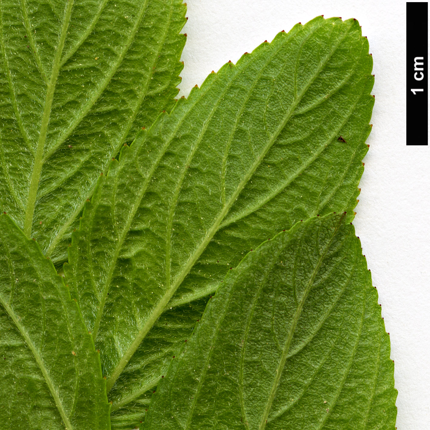 High resolution image: Family: Rhamnaceae - Genus: Ceanothus - Taxon: herbaceus