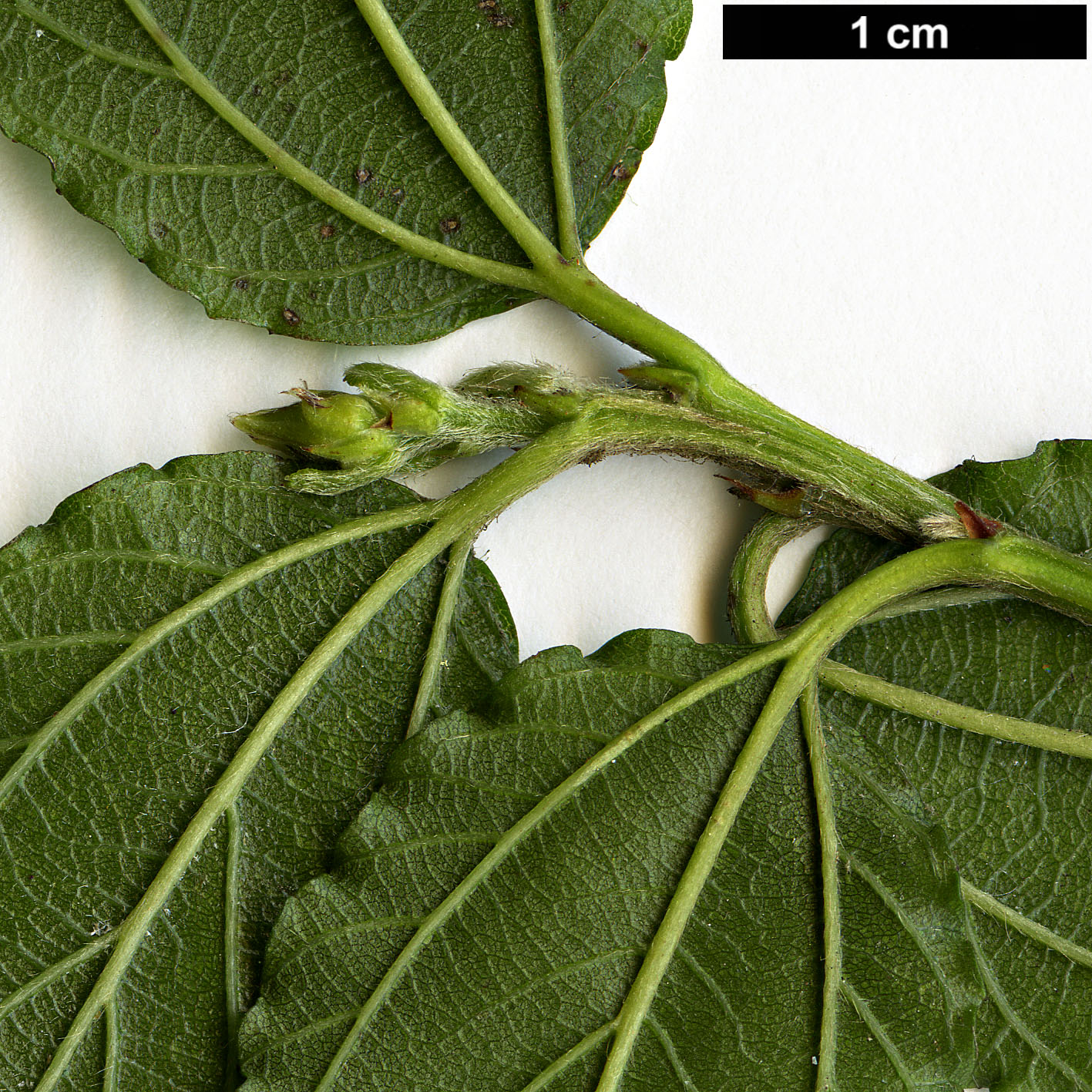 High resolution image: Family: Rhamnaceae - Genus: Ceanothus - Taxon: repens High resolution image: Family: Rhamnaceae - Genus: Ceanothus - Taxon: repens