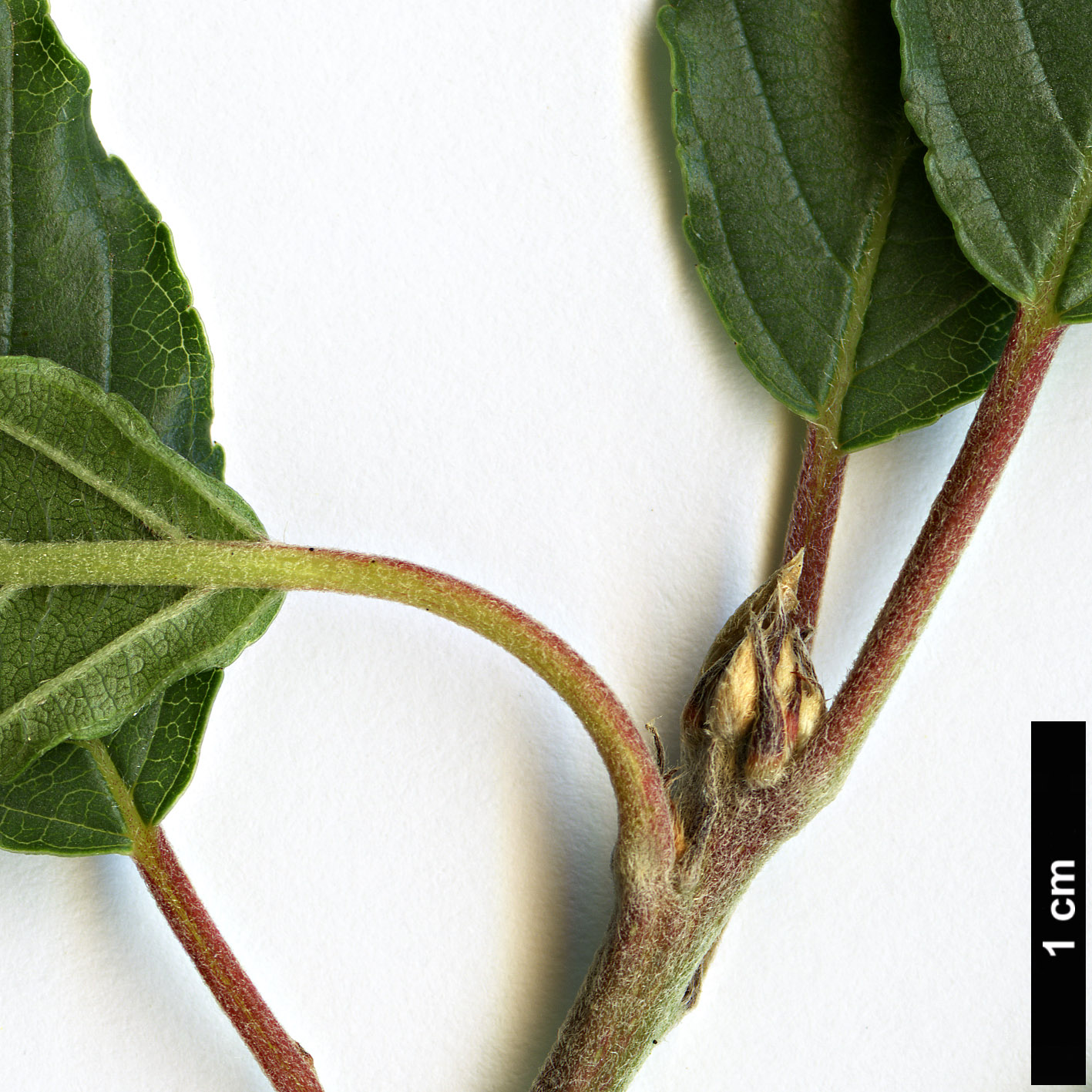 High resolution image: Family: Rhamnaceae - Genus: Frangula - Taxon: rupestris High resolution image: Family: Rhamnaceae - Genus: Frangula - Taxon: rupestris