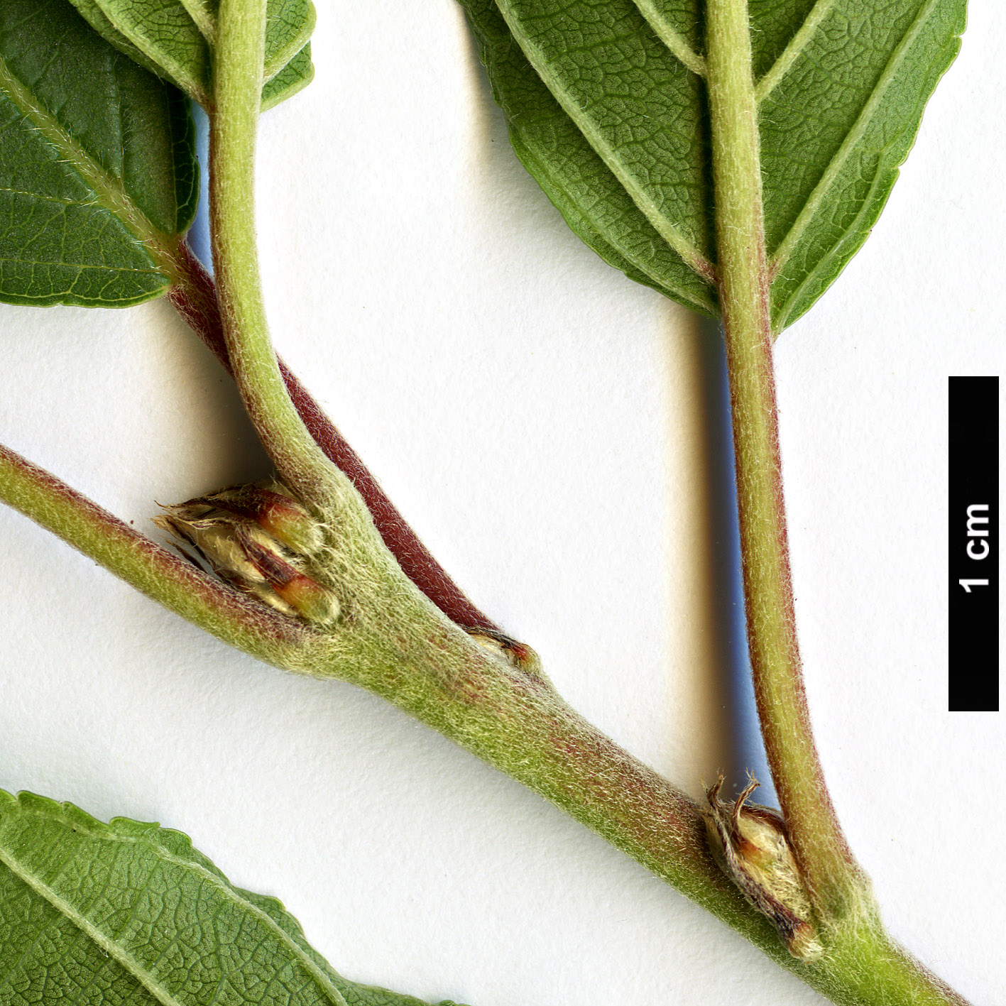High resolution image: Family: Rhamnaceae - Genus: Frangula - Taxon: rupestris High resolution image: Family: Rhamnaceae - Genus: Frangula - Taxon: rupestris