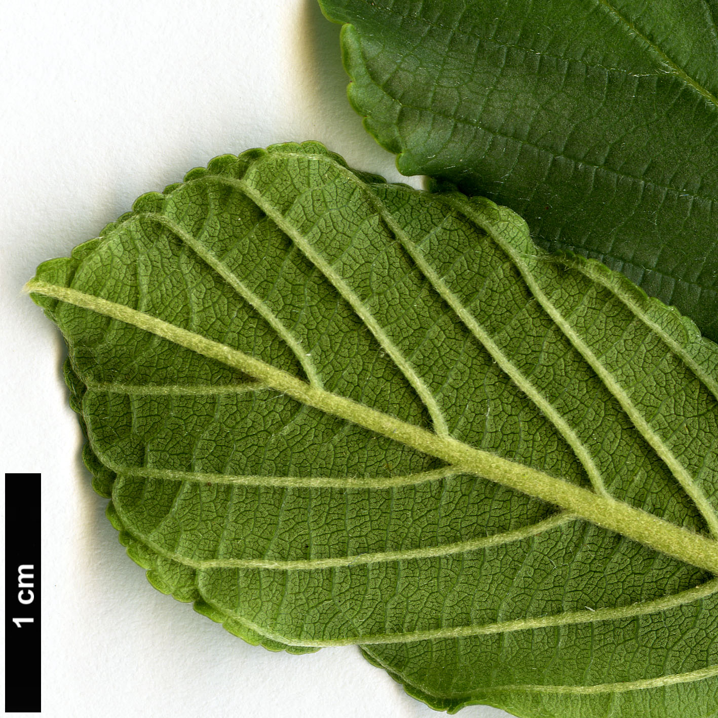 High resolution image: Family: Rhamnaceae - Genus: Frangula - Taxon: rupestris High resolution image: Family: Rhamnaceae - Genus: Frangula - Taxon: rupestris