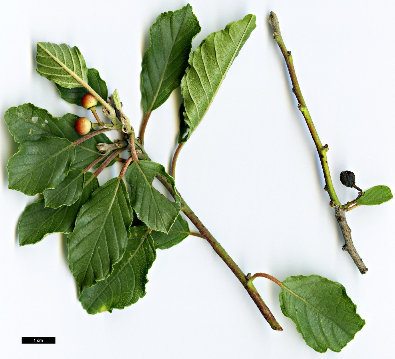 High resolution image: Family: Rhamnaceae - Genus: Frangula - Taxon: rupestris High resolution image: Family: Rhamnaceae - Genus: Frangula - Taxon: rupestris