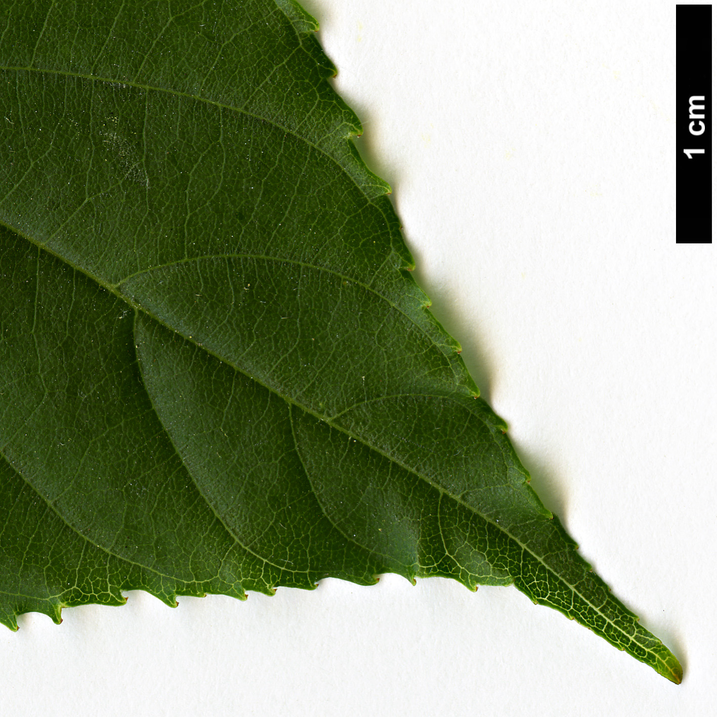 High resolution image: Family: Rhamnaceae - Genus: Hovenia - Taxon: dulcis High resolution image: Family: Rhamnaceae - Genus: Hovenia - Taxon: dulcis