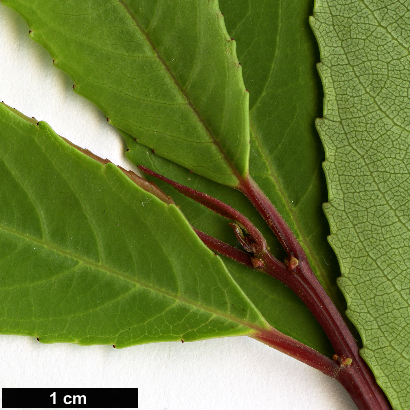High resolution image: Family: Rhamnaceae - Genus: Noltea - Taxon: africana High resolution image: Family: Rhamnaceae - Genus: Noltea - Taxon: africana