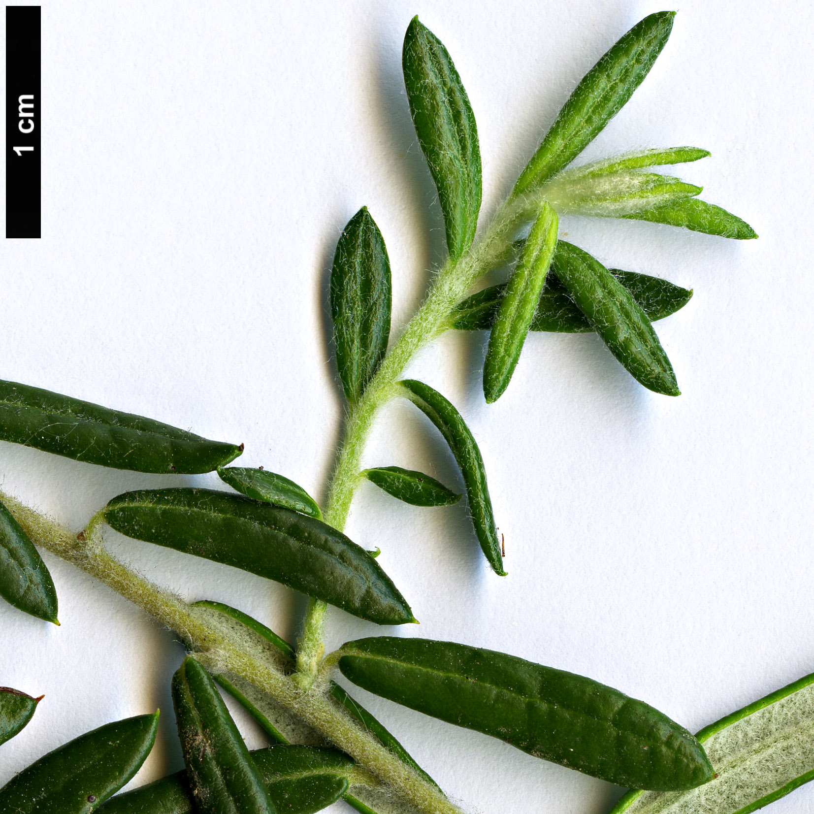 High resolution image: Family: Rhamnaceae - Genus: Phylica - Taxon: polifolia