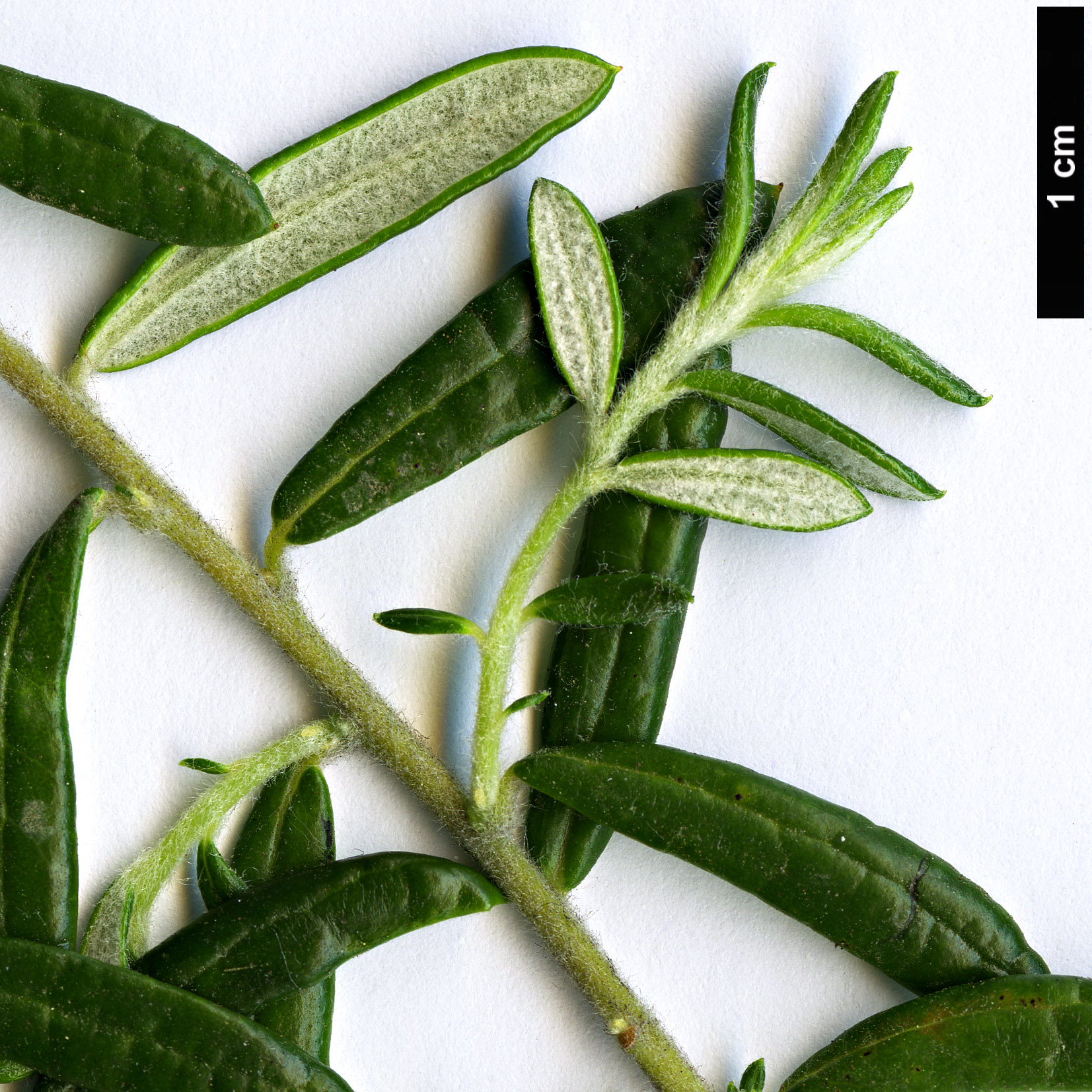 High resolution image: Family: Rhamnaceae - Genus: Phylica - Taxon: polifolia