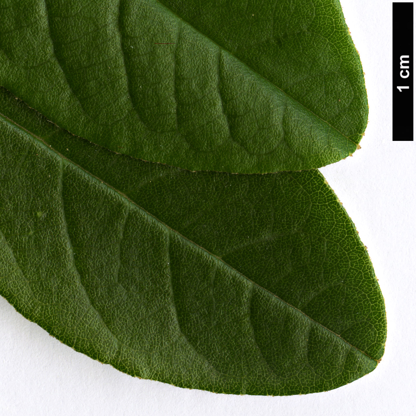 High resolution image: Family: Rhamnaceae - Genus: Pomaderris - Taxon: elliptica