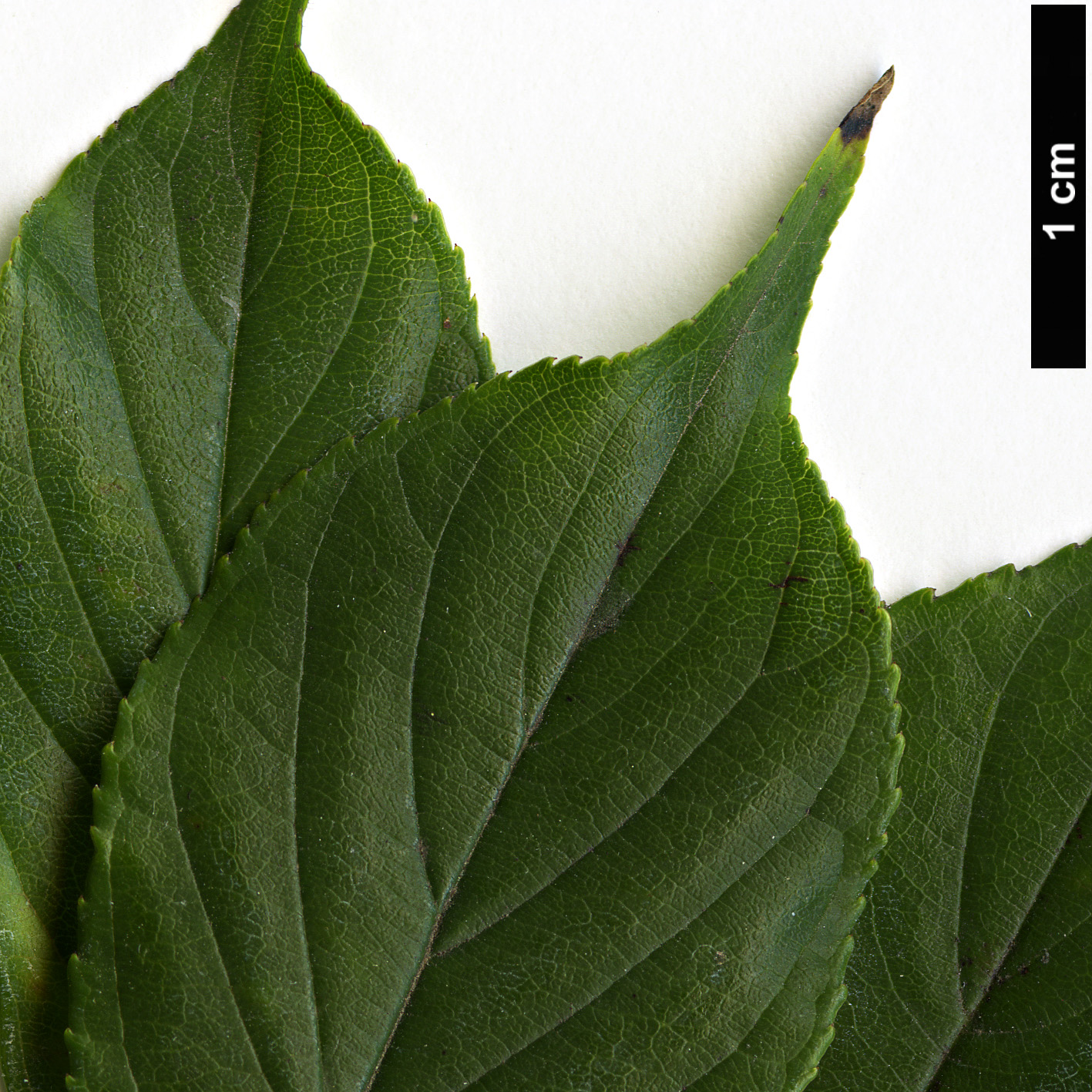 High resolution image: Family: Rhamnaceae - Genus: Rhamnella - Taxon: franguloides High resolution image: Family: Rhamnaceae - Genus: Rhamnella - Taxon: franguloides
