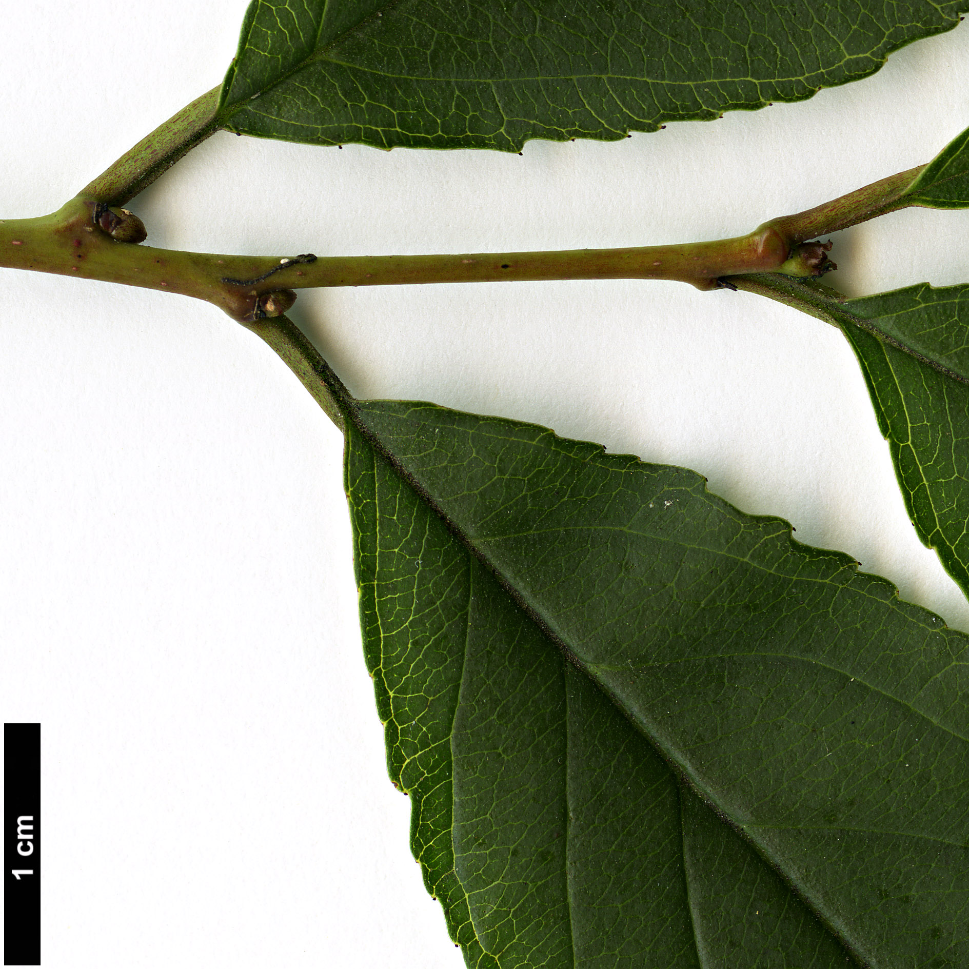 High resolution image: Family: Rhamnaceae - Genus: Rhamnus - Taxon: nakaharae