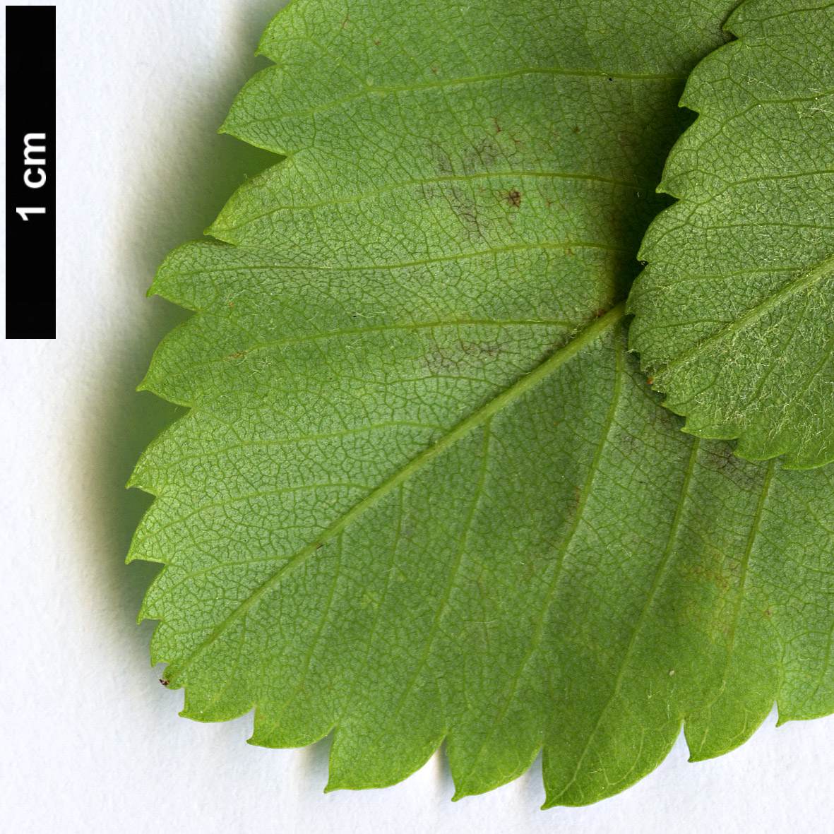 High resolution image: Family: Rosaceae - Genus: Amelanchier - Taxon: alnifolia - SpeciesSub: ’Obelisk’ High resolution image: Family: Rosaceae - Genus: Amelanchier - Taxon: alnifolia - SpeciesSub: ’Obelisk’