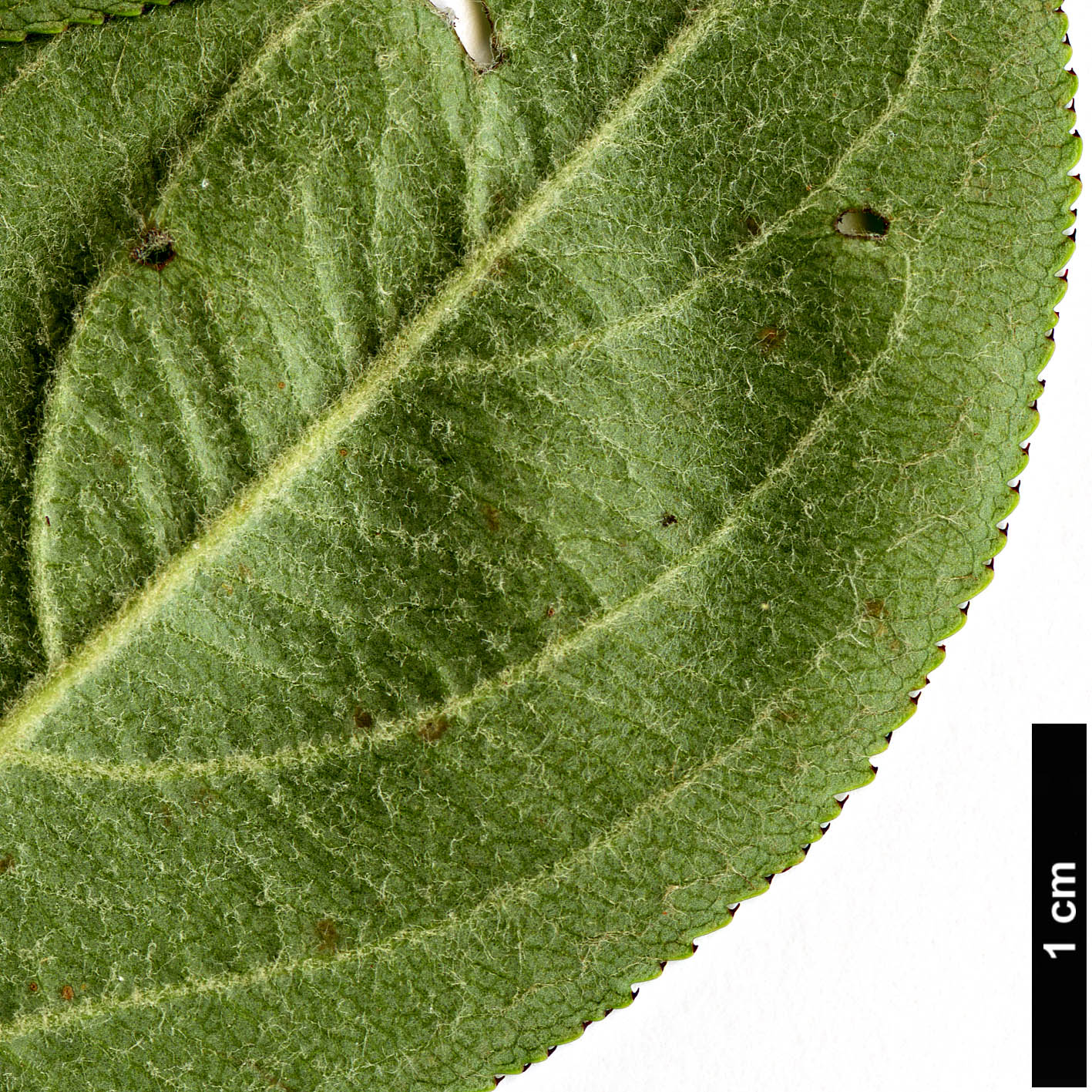 High resolution image: Family: Rosaceae - Genus: Aronia - Taxon: arbutifolia High resolution image: Family: Rosaceae - Genus: Aronia - Taxon: arbutifolia