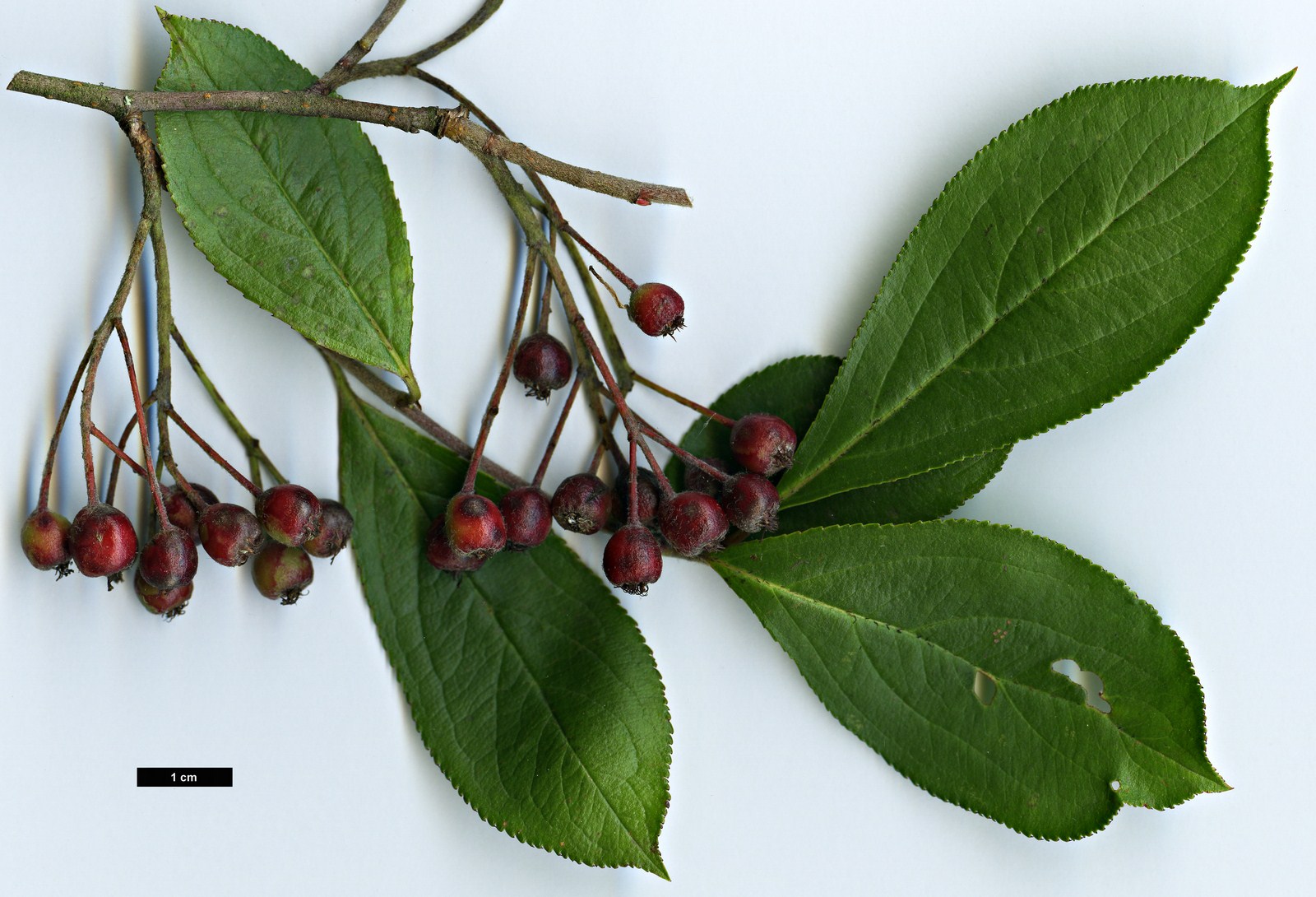 High resolution image: Family: Rosaceae - Genus: Aronia - Taxon: arbutifolia High resolution image: Family: Rosaceae - Genus: Aronia - Taxon: arbutifolia