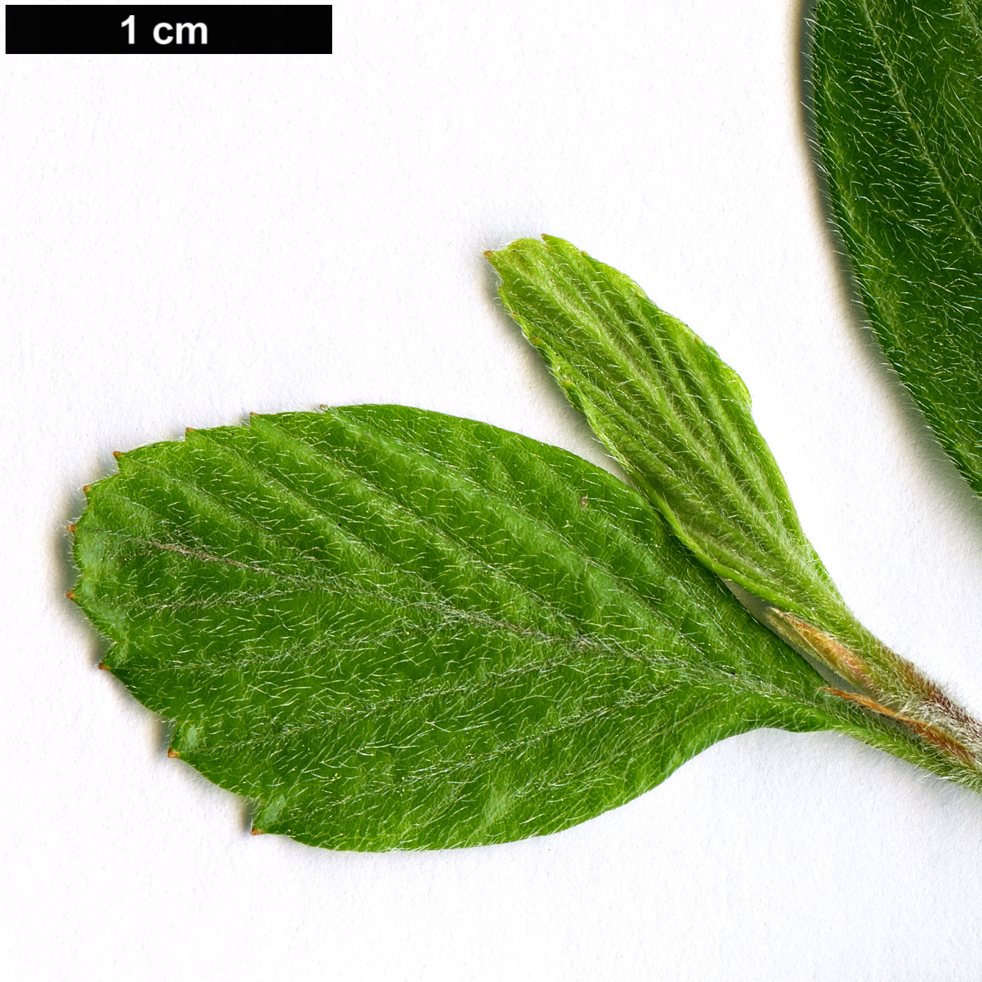 High resolution image: Family: Rosaceae - Genus: Cercocarpus - Taxon: montanus High resolution image: Family: Rosaceae - Genus: Cercocarpus - Taxon: montanus