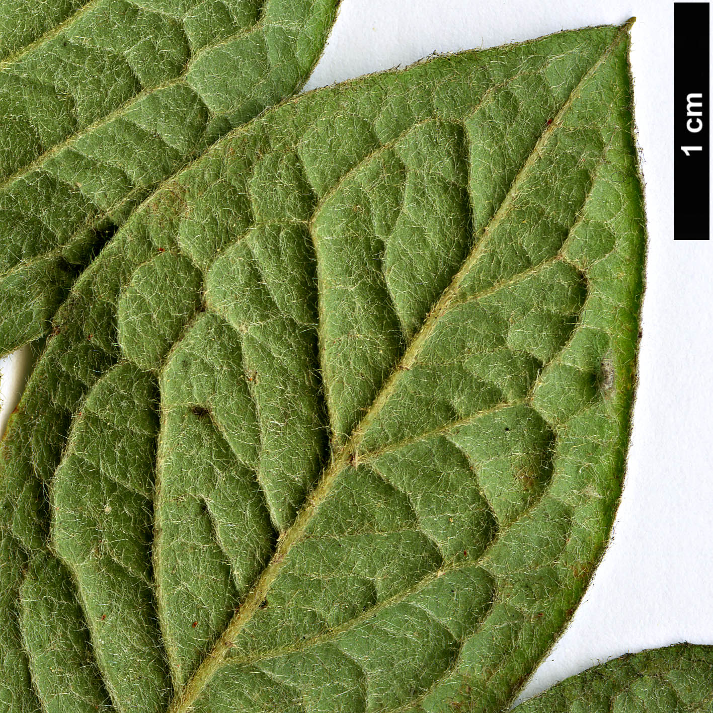 High resolution image: Family: Rosaceae - Genus: Cotoneaster - Taxon: boisianus