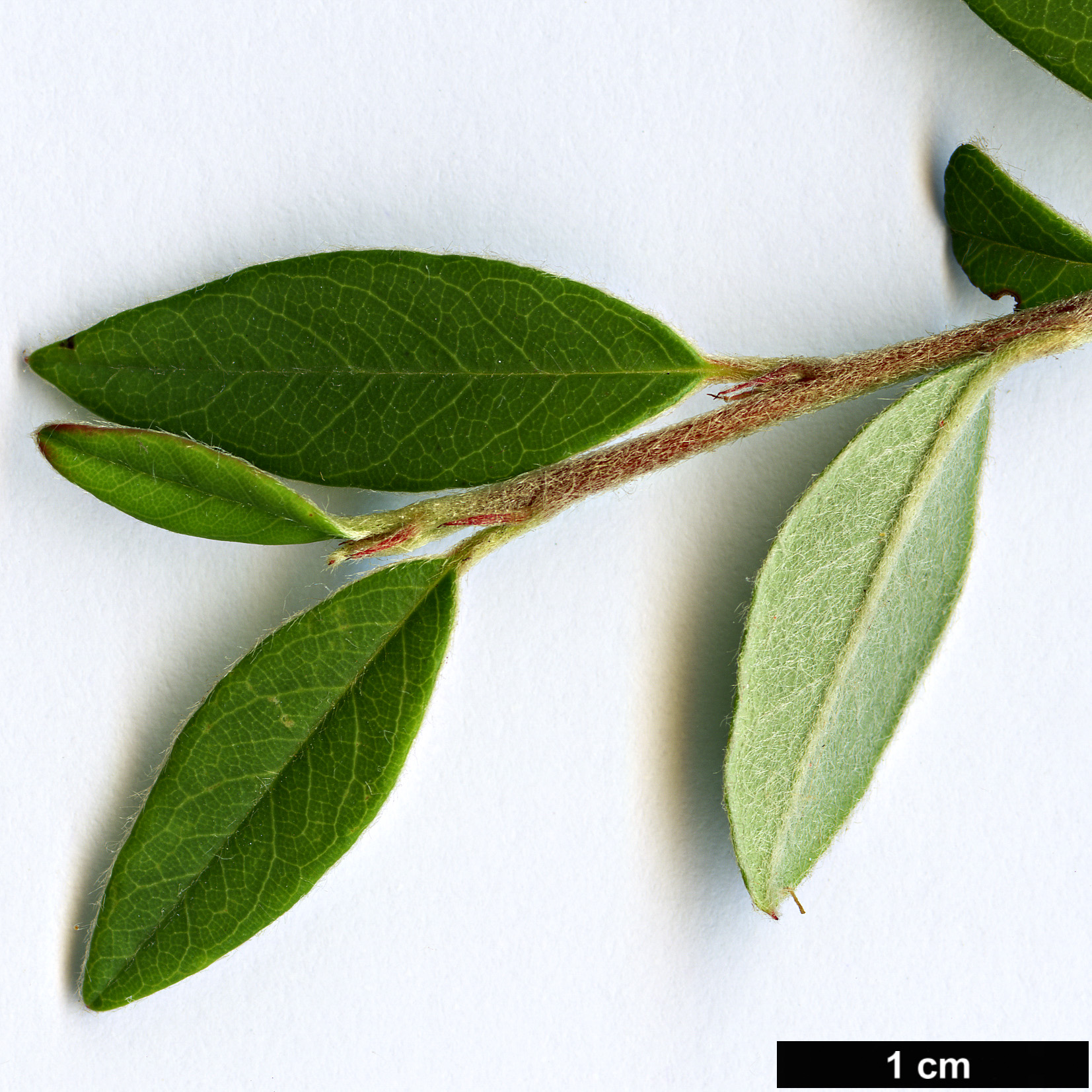 High resolution image: Family: Rosaceae - Genus: Cotoneaster - Taxon: cooperi High resolution image: Family: Rosaceae - Genus: Cotoneaster - Taxon: cooperi