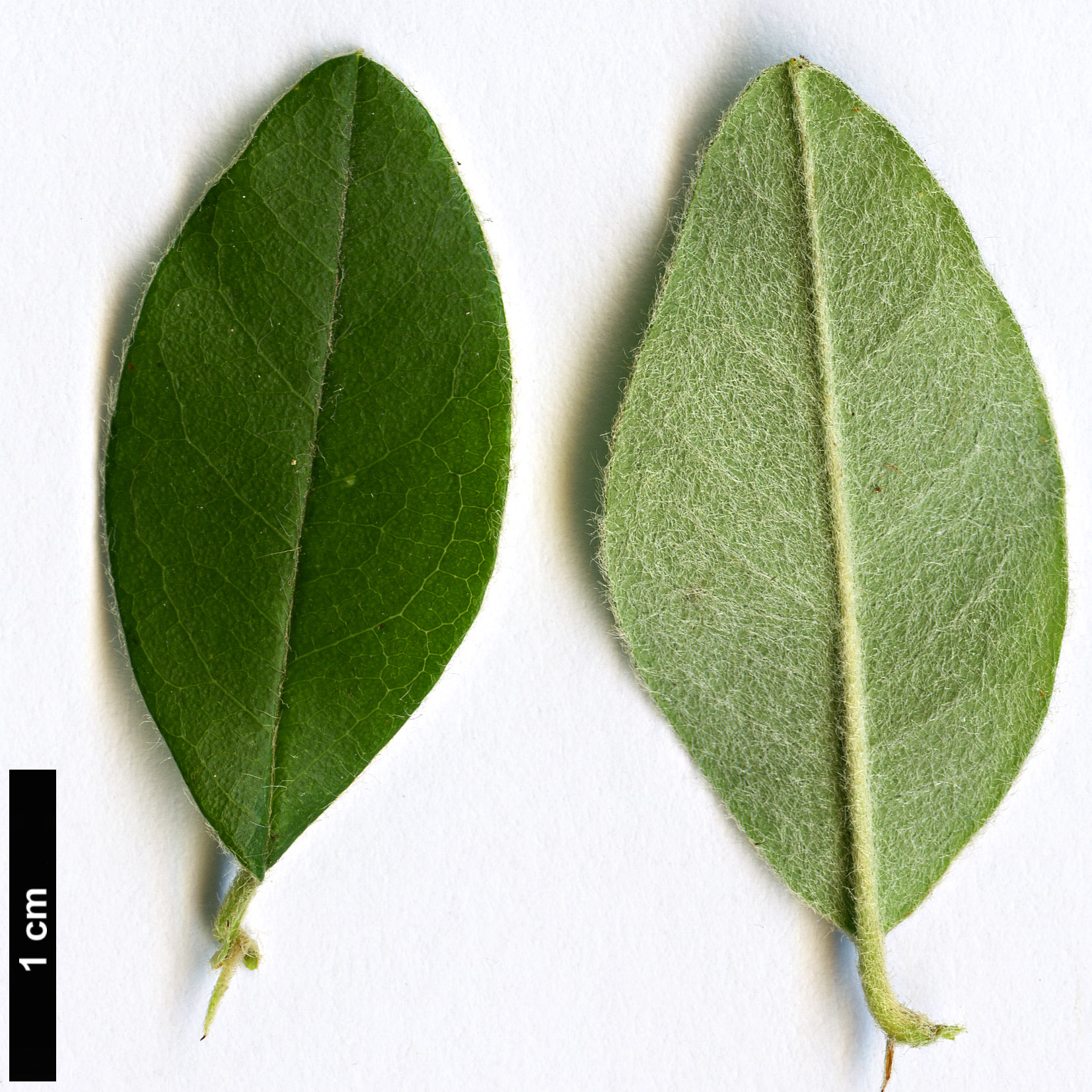 High resolution image: Family: Rosaceae - Genus: Cotoneaster - Taxon: cooperi High resolution image: Family: Rosaceae - Genus: Cotoneaster - Taxon: cooperi