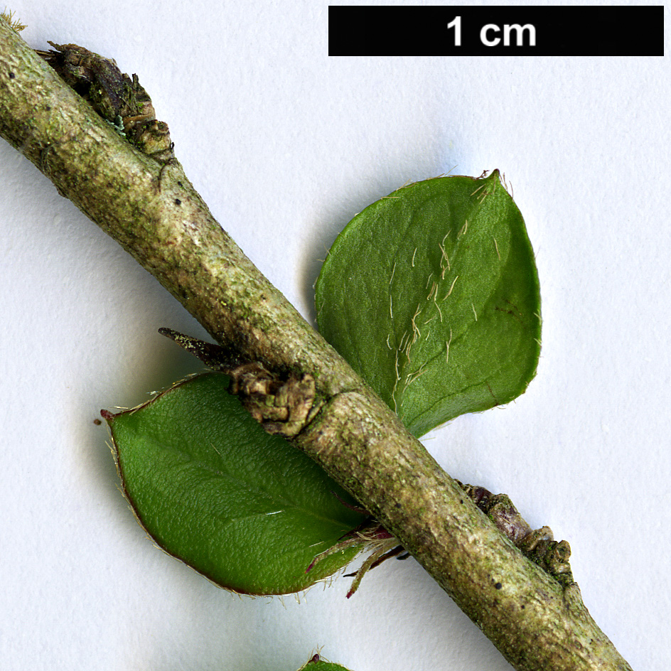High resolution image: Family: Rosaceae - Genus: Cotoneaster - Taxon: cordifolius High resolution image: Family: Rosaceae - Genus: Cotoneaster - Taxon: cordifolius