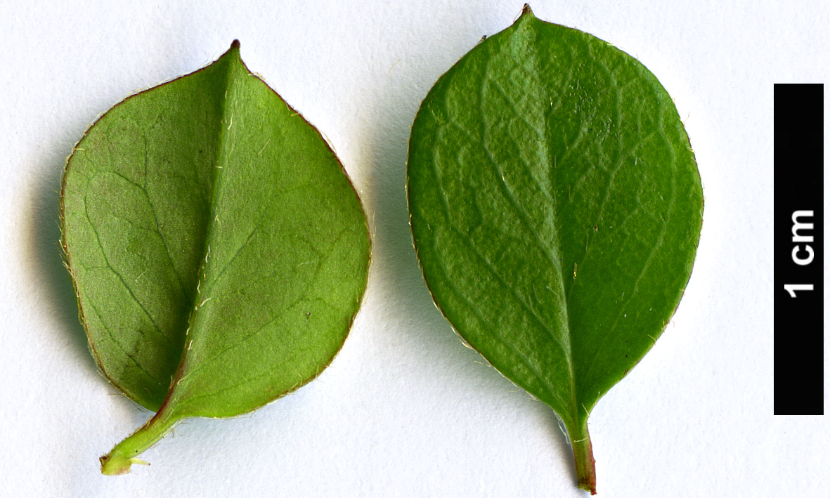 High resolution image: Family: Rosaceae - Genus: Cotoneaster - Taxon: cordifolius High resolution image: Family: Rosaceae - Genus: Cotoneaster - Taxon: cordifolius