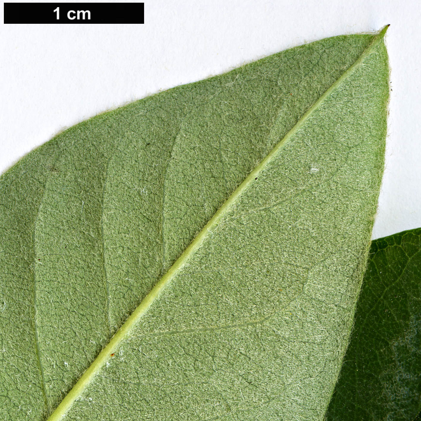 High resolution image: Family: Rosaceae - Genus: Cotoneaster - Taxon: coriaceus