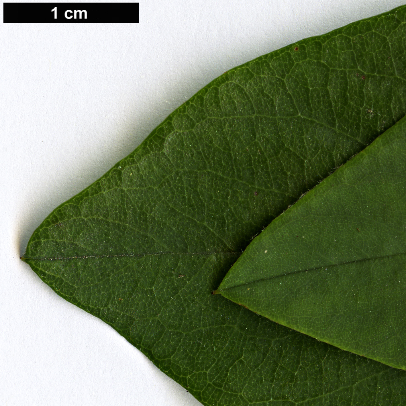High resolution image: Family: Rosaceae - Genus: Cotoneaster - Taxon: coriaceus